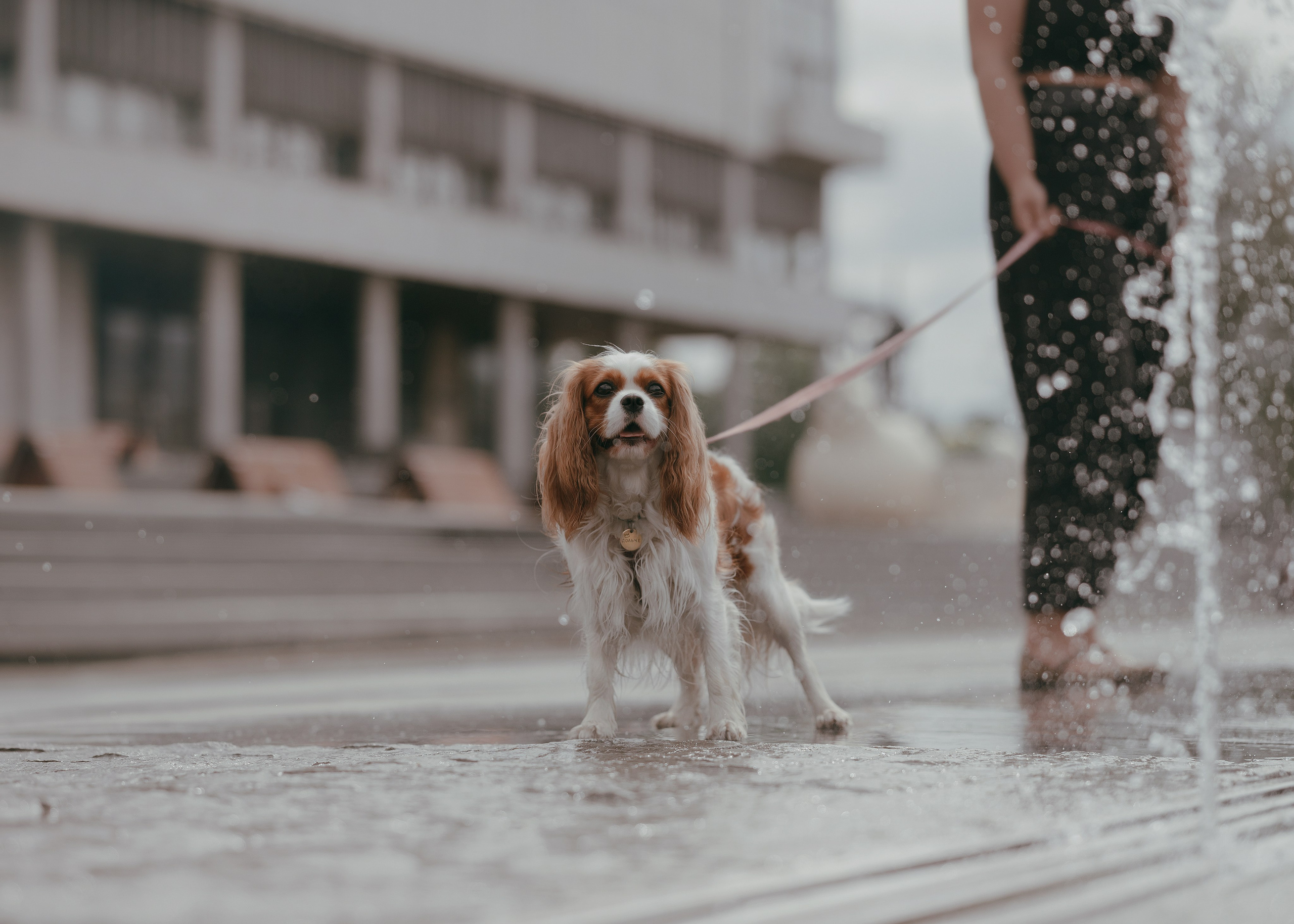 Дольче. Фотограф- анималист Александра Матвеева