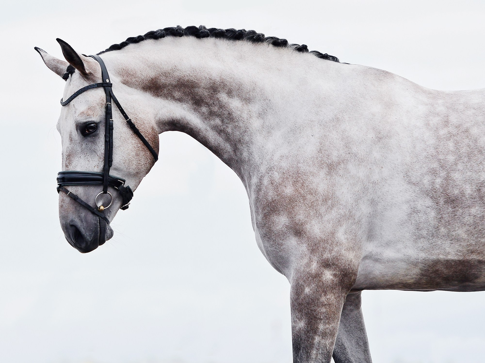 Портреты. Конный фотограф Alesya Safe