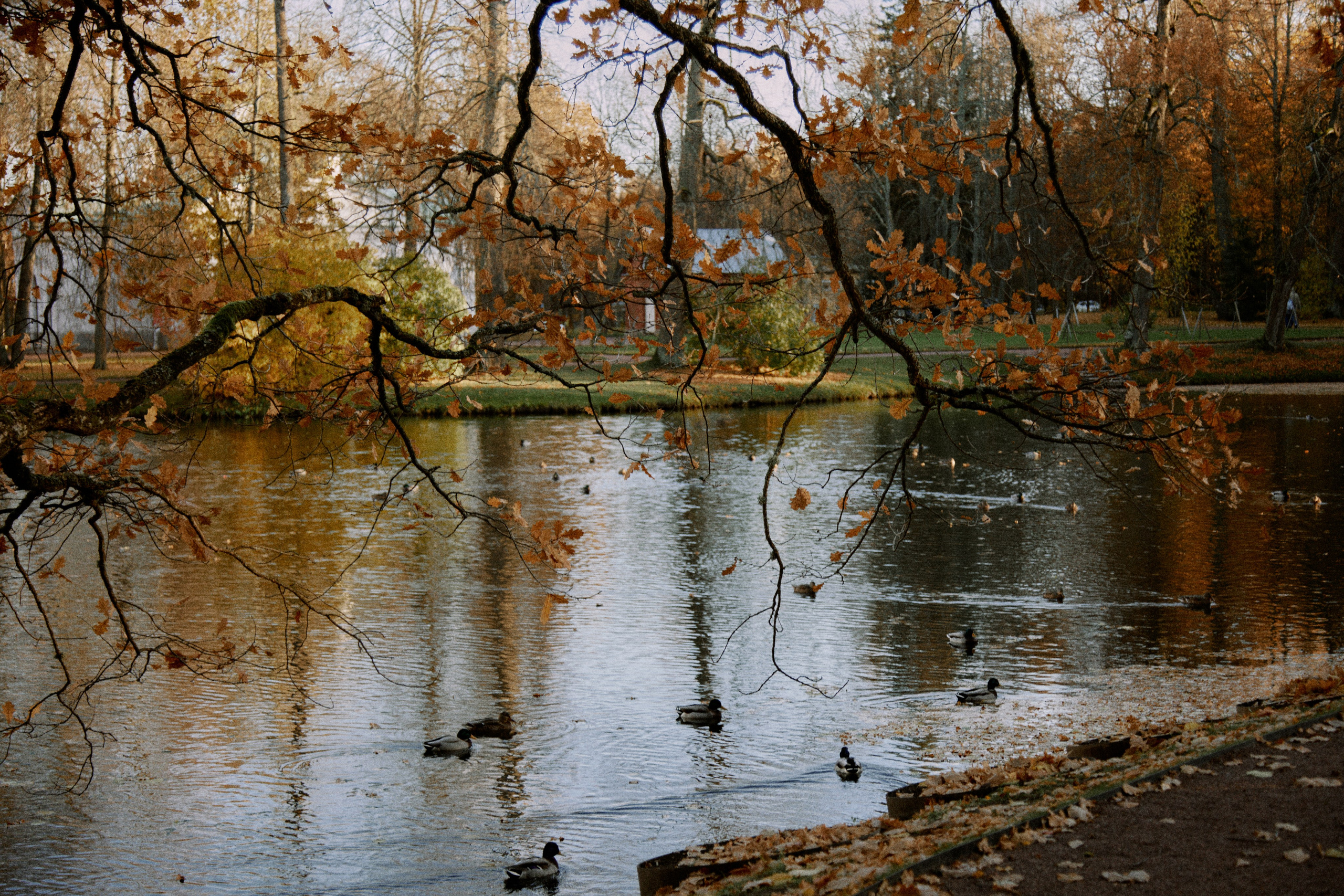 Ораниенбаум. Фотограф Елена Краснопевцева