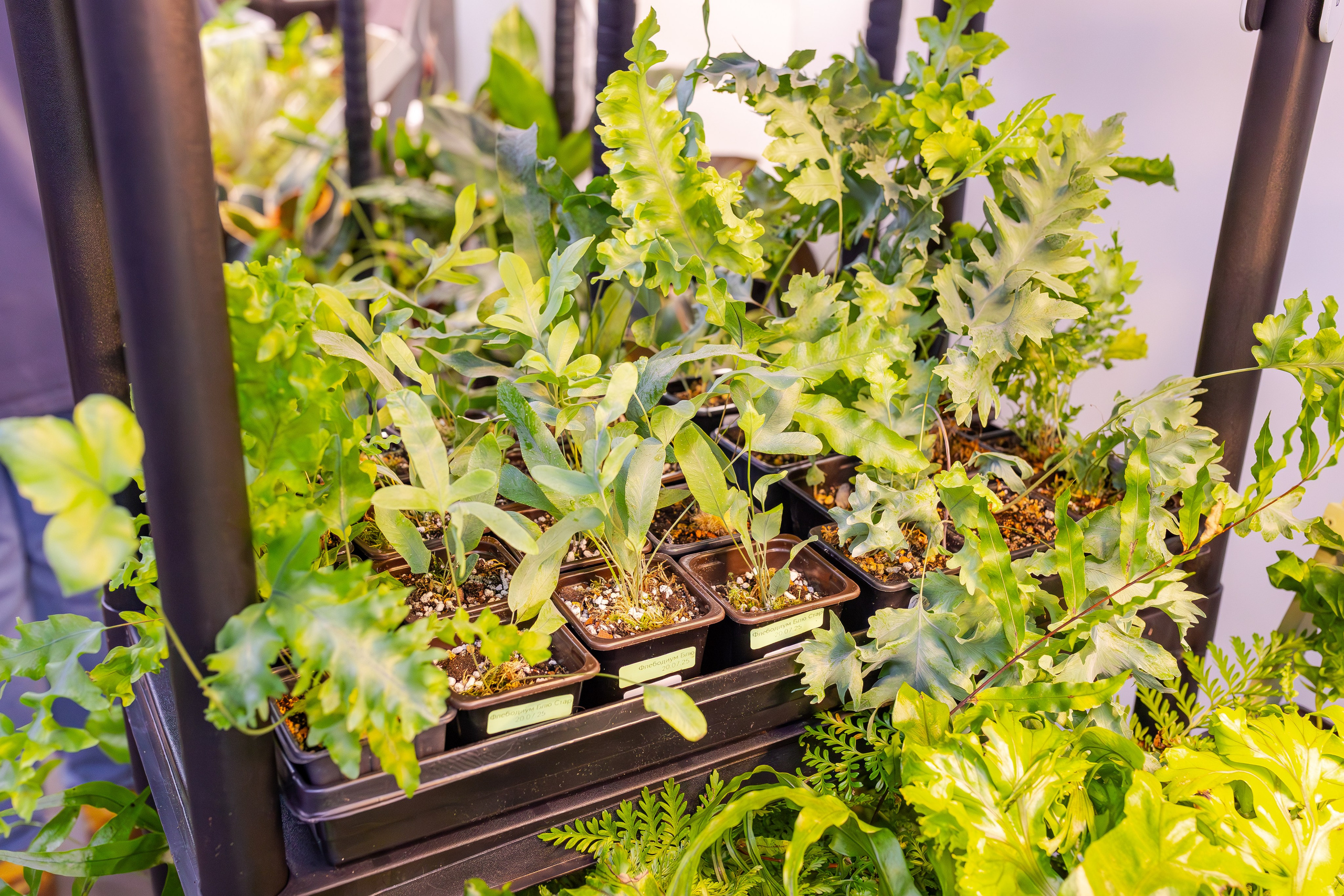 Орхидиум сентябрь 2025. Александра Куликова фотограф, Москва