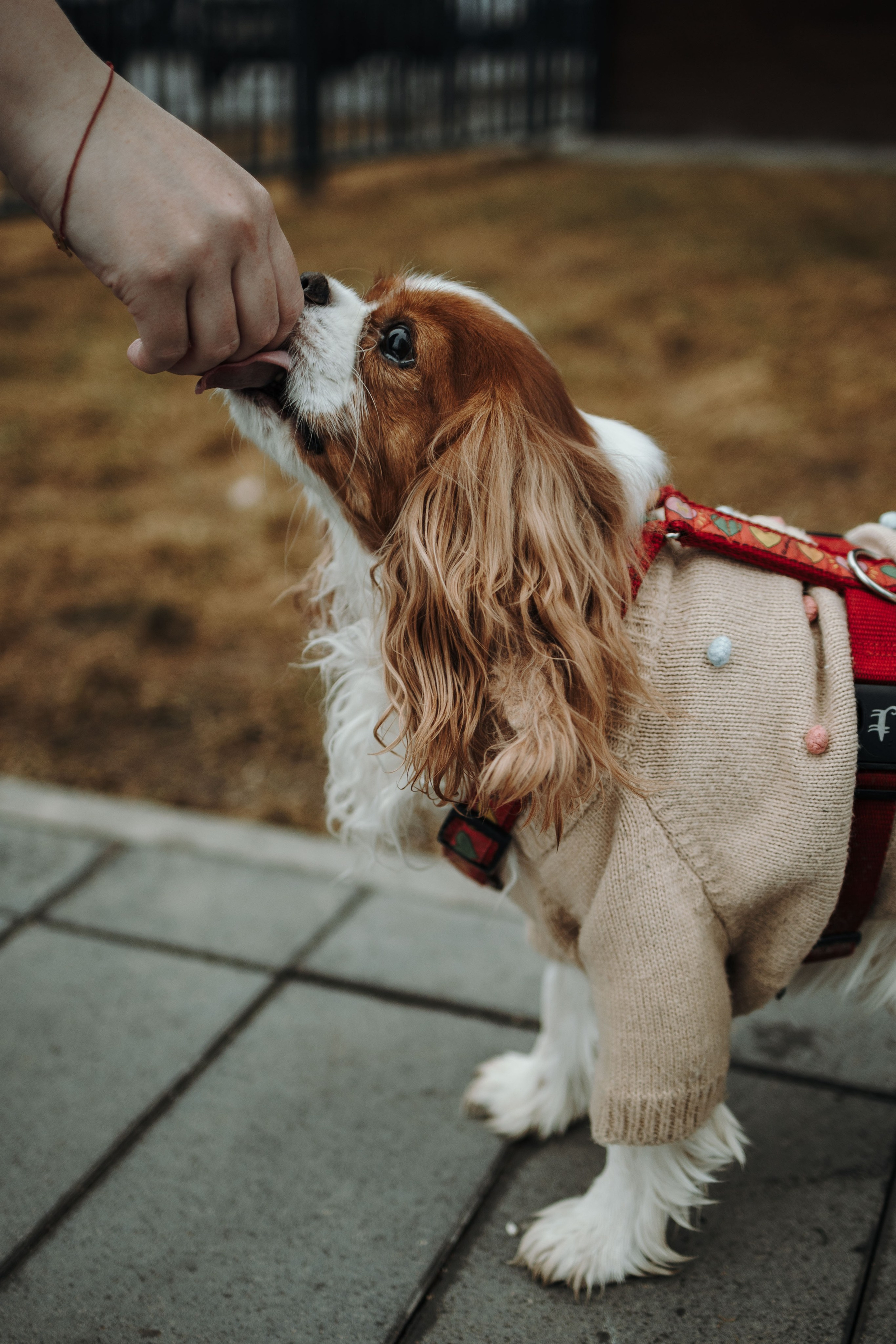 Любовь и Альтаир