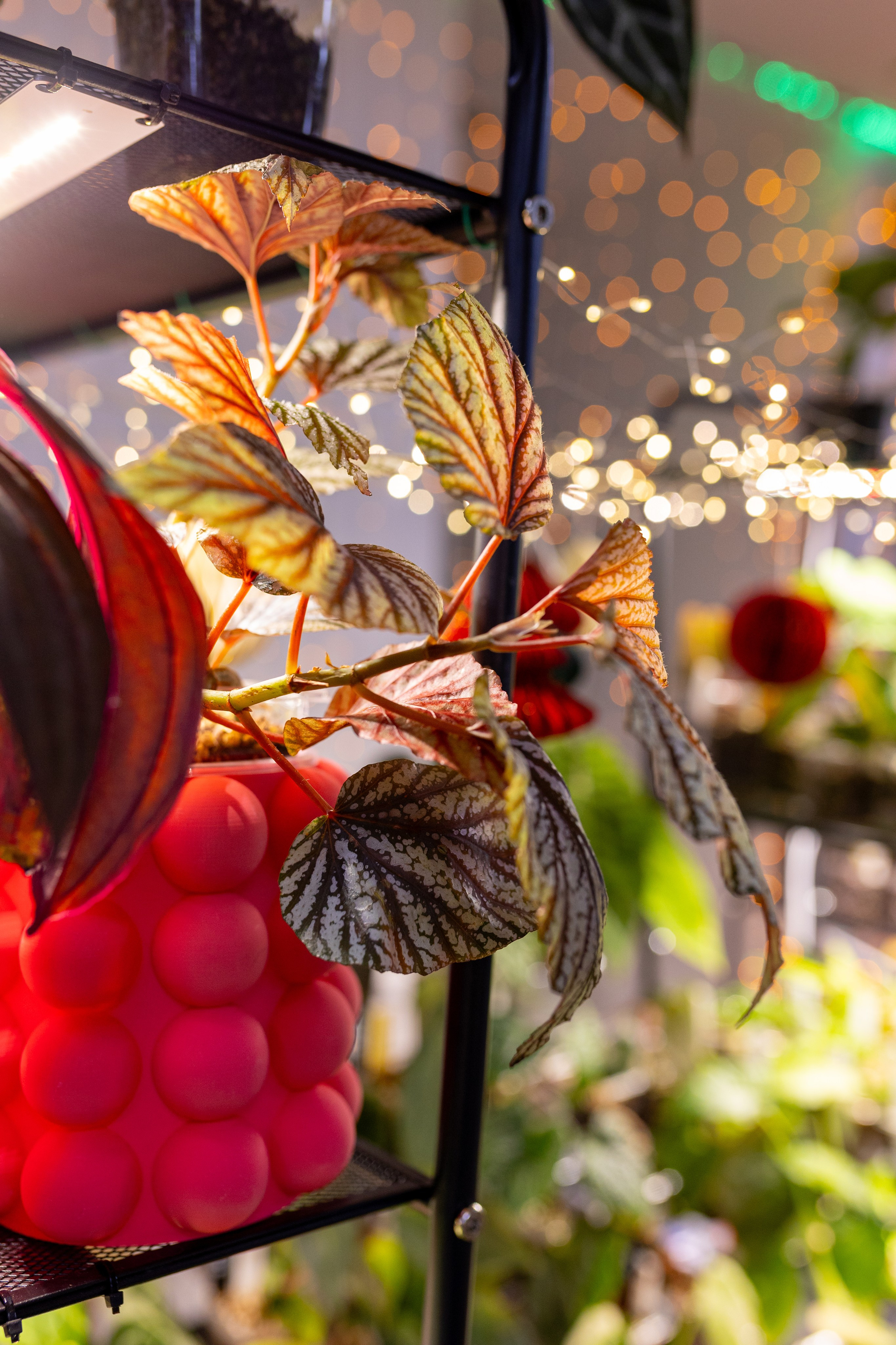 Орхидиум 12.2025. Александра Куликова фотограф, Москва