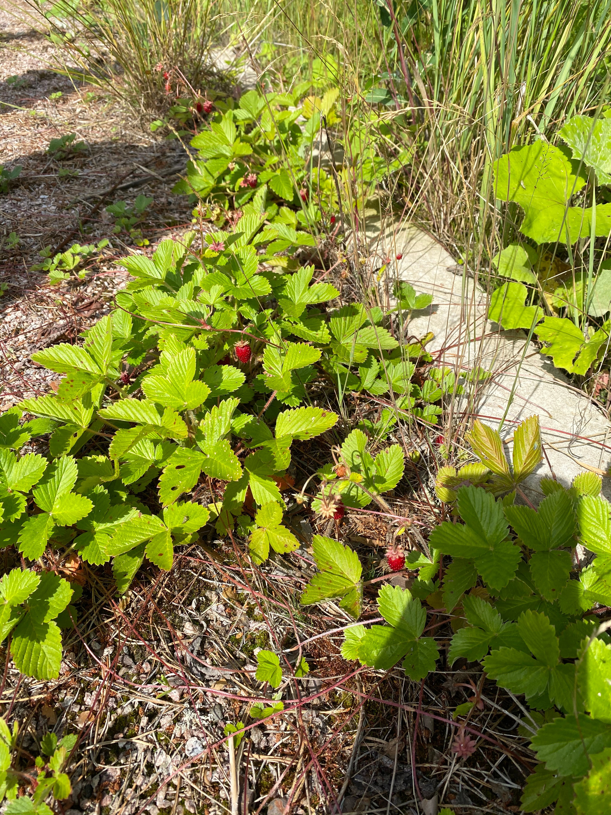 Териберка — 20. Своя Мастерская