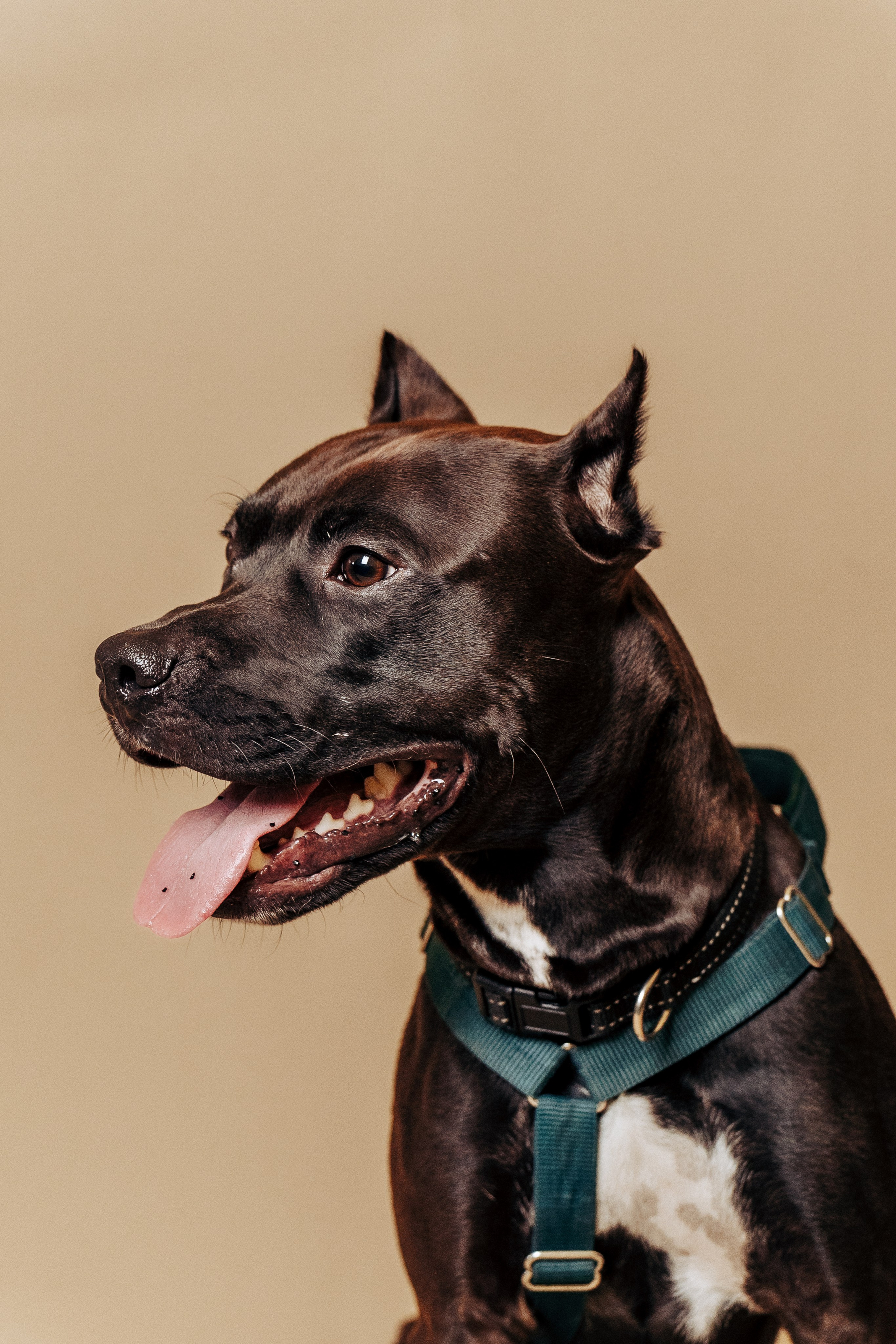 Репортажная фотосессия «День питомца-донора». Профессиональный фотограф в Санкт-Петербурге Александр Волосенцев