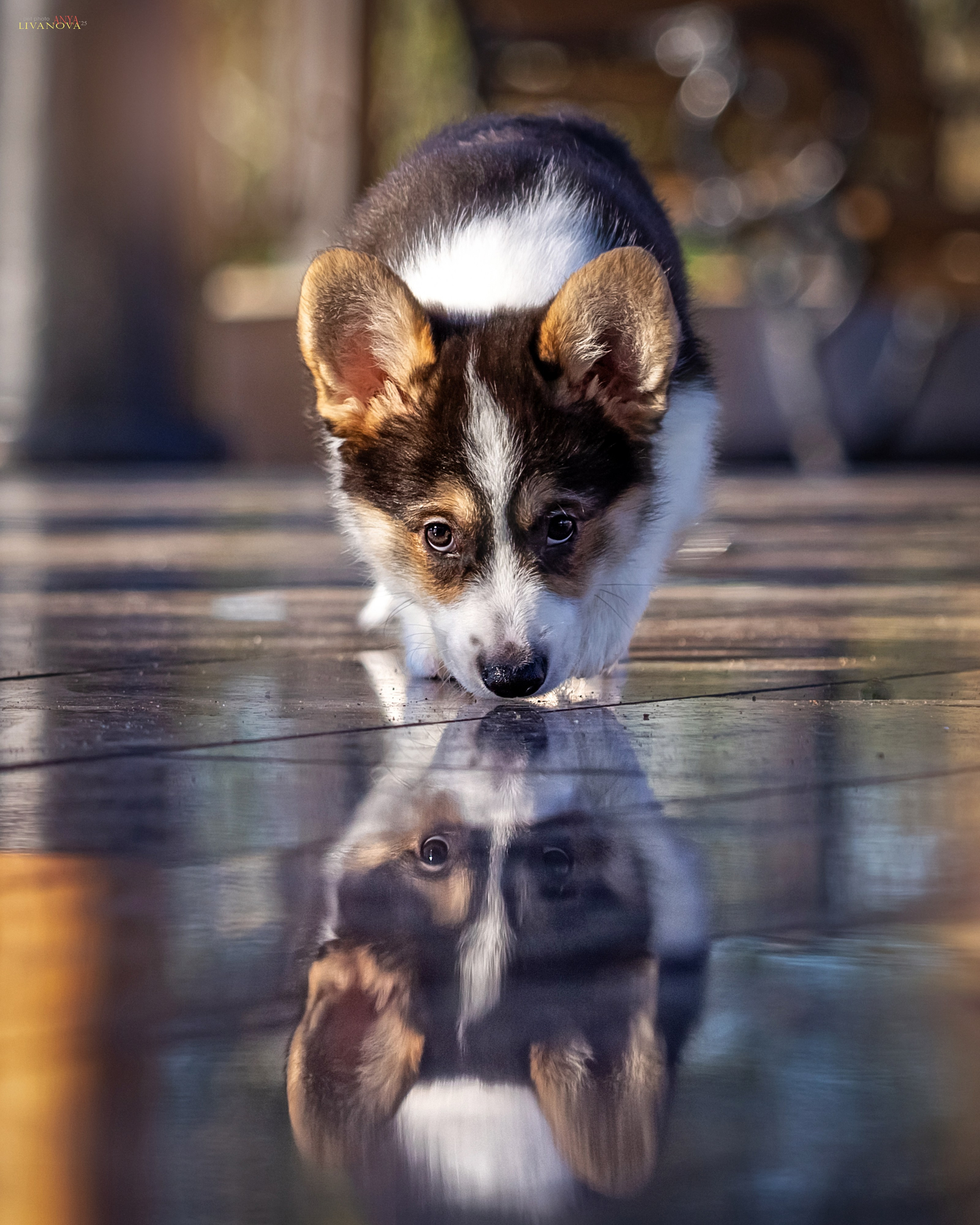 Коржики. Фотограф анималист Аня Ливанова | Рыбинск