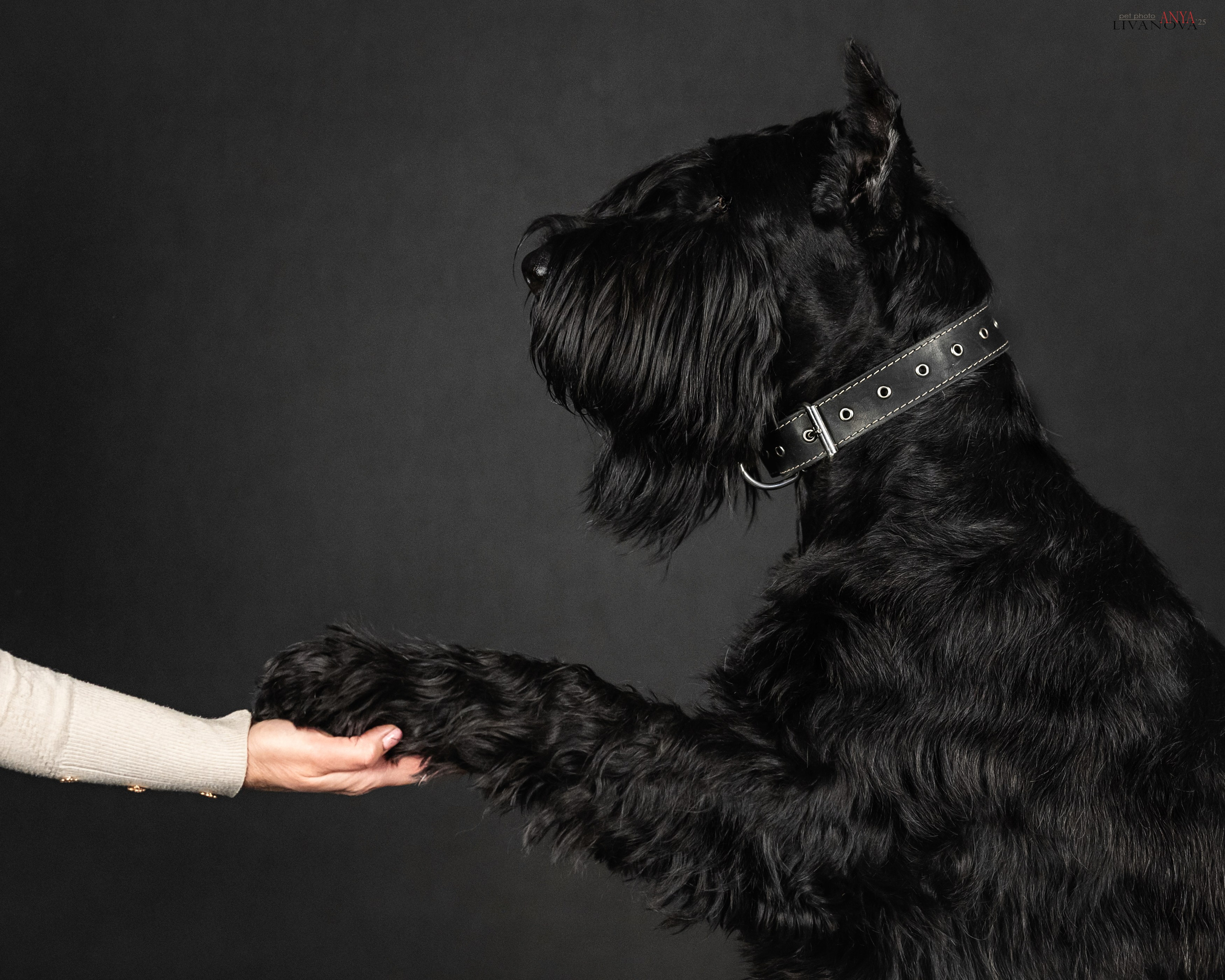 Берта. Фотограф анималист Аня Ливанова | Рыбинск