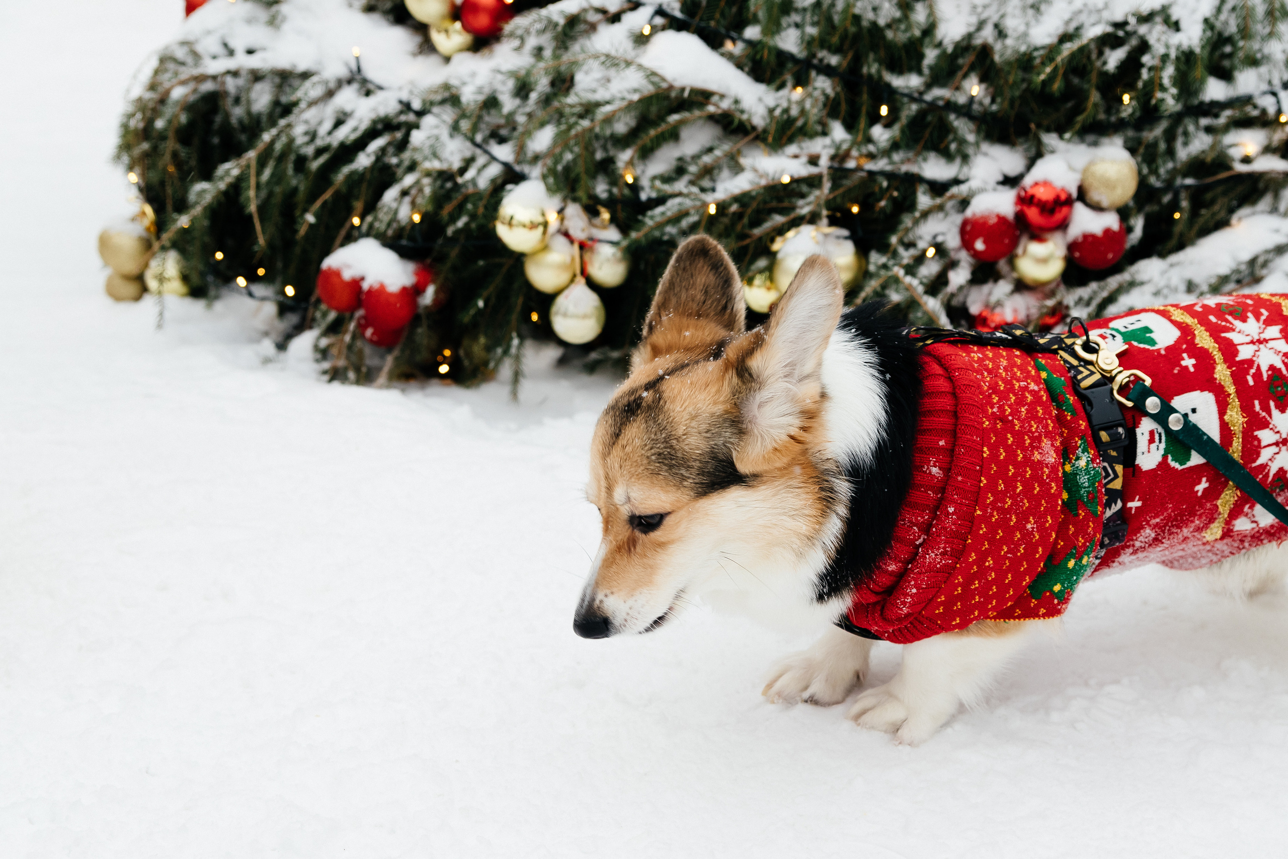 Milota.nya & Terra. Фотограф в Омске Валерия Крячко