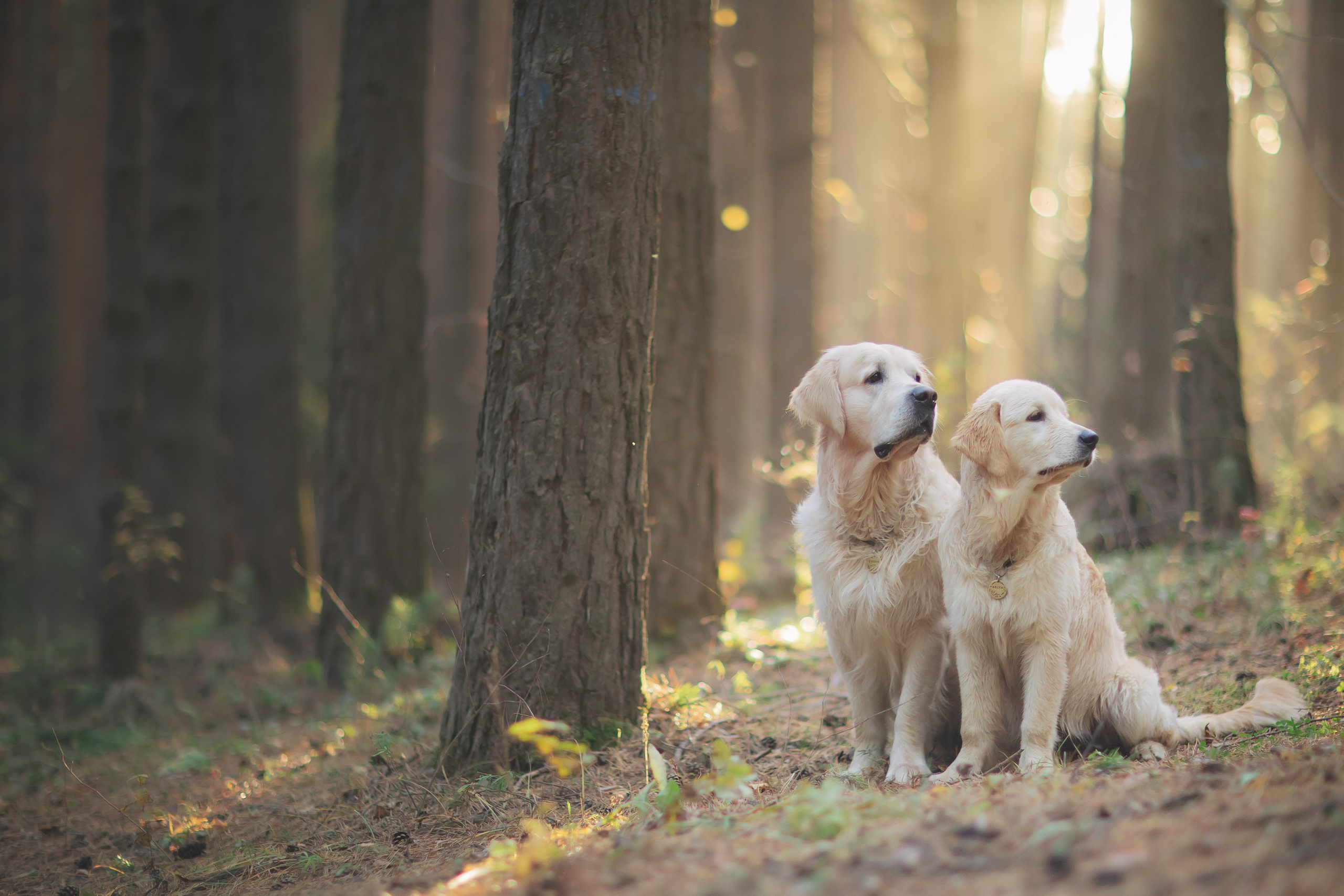 Снежик и Веста. Свадебный и женский фотограф