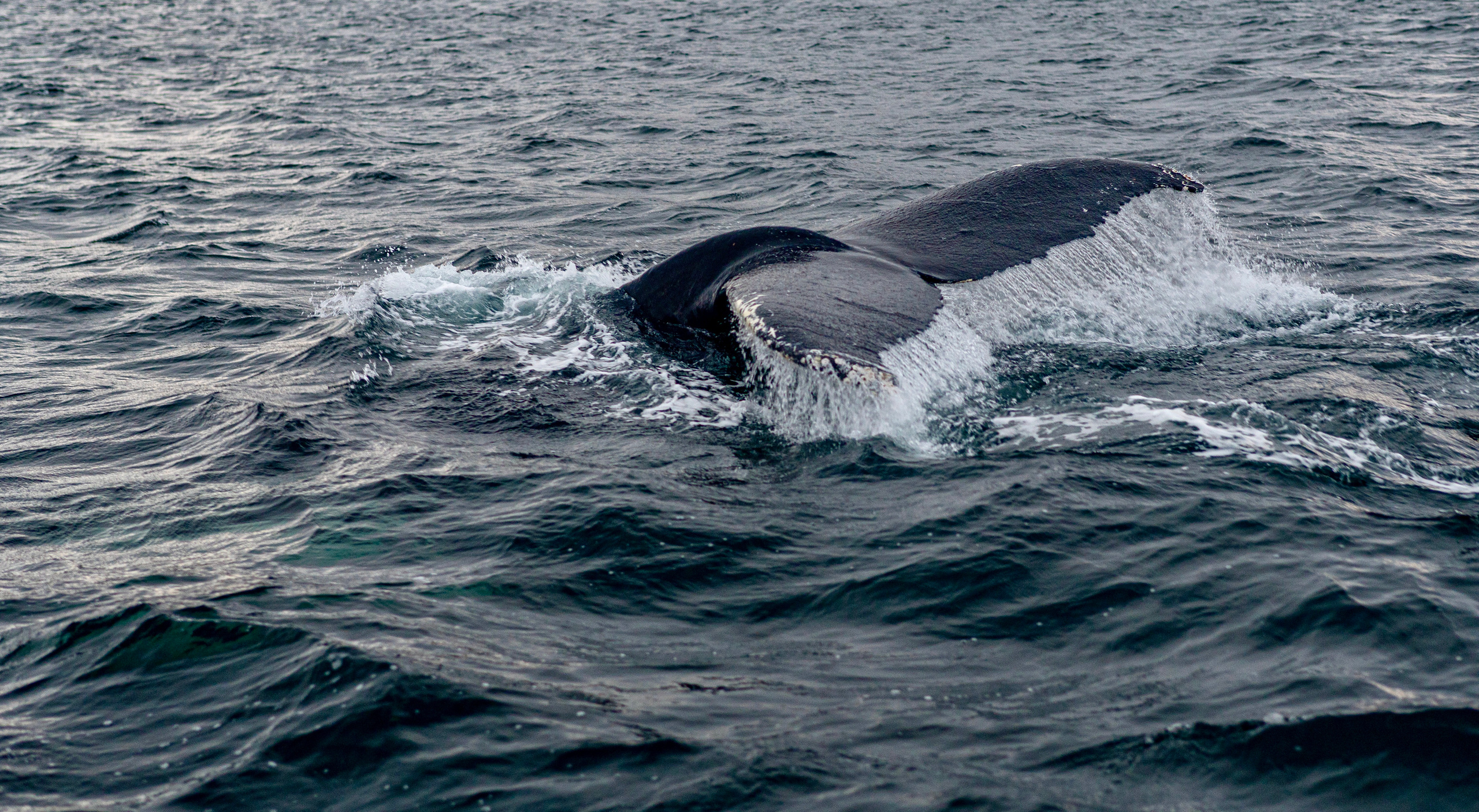 Море про. Семейный  и свадебный фотограф в Мурманске Мария Шепелева
