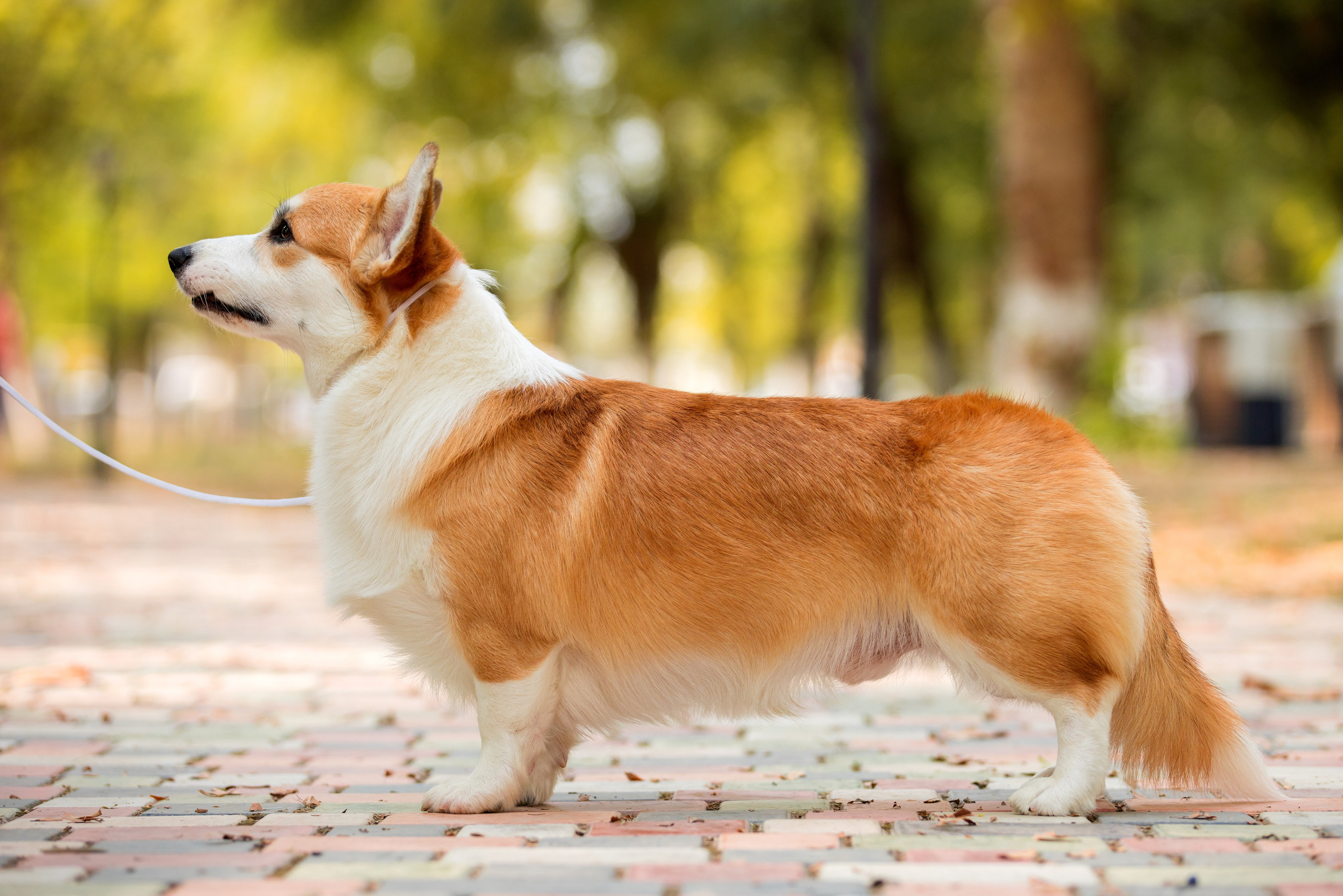 Ташкент 6-8.10.2023 + Алматы 14-15.10.2023. Фотограф-анималист Юлия Германика