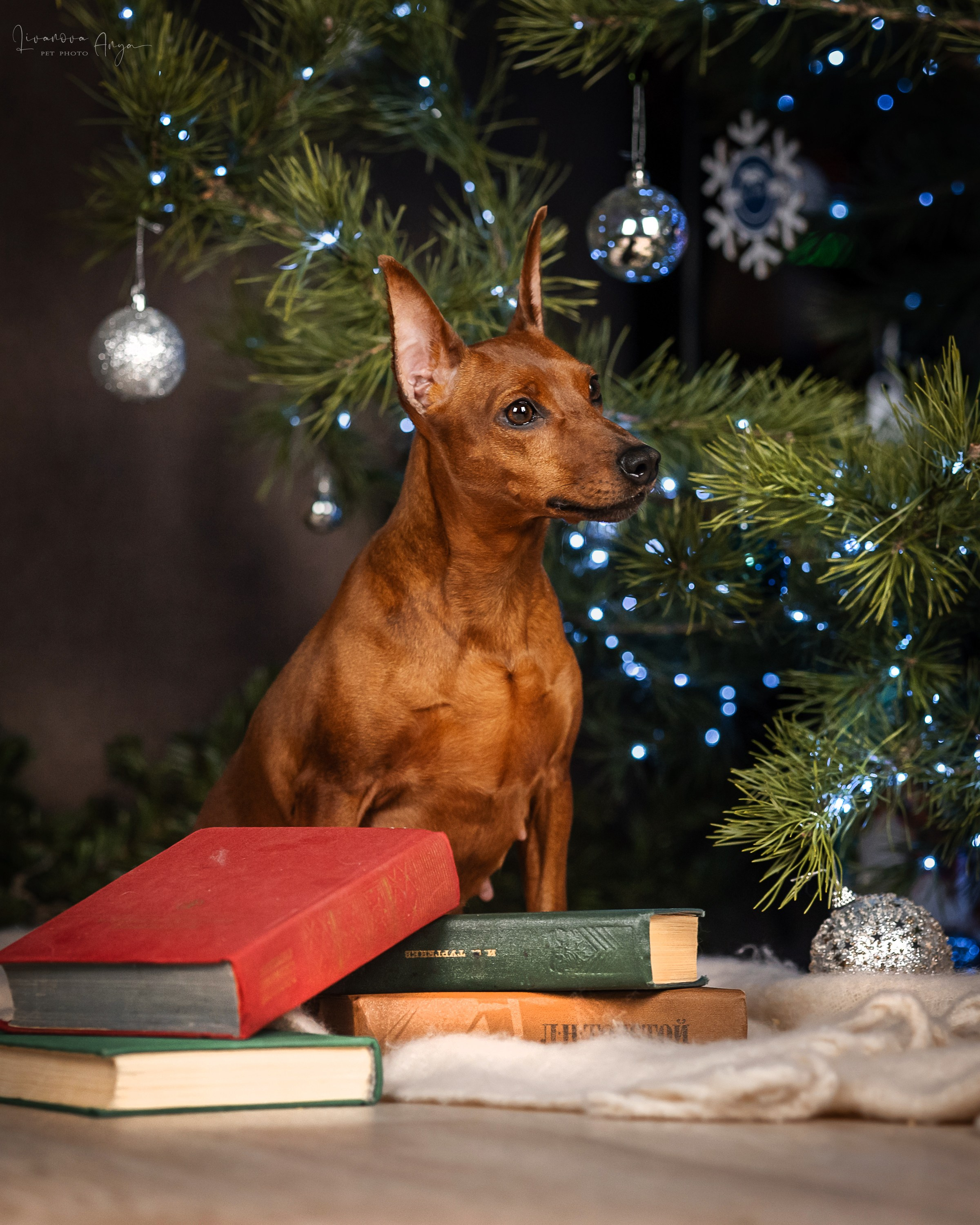 Фотодень_3 2025. Фотограф анималист Аня Ливанова | Рыбинск