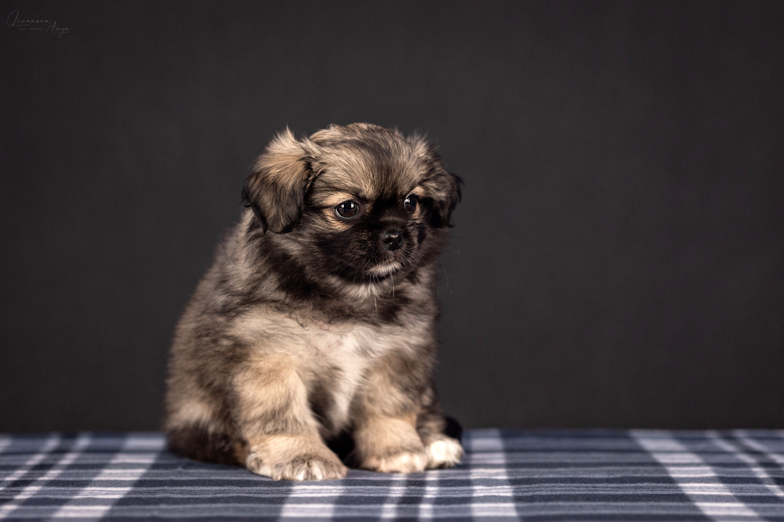 Тибетские спаниели. Фотограф анималист Аня Ливанова | Рыбинск