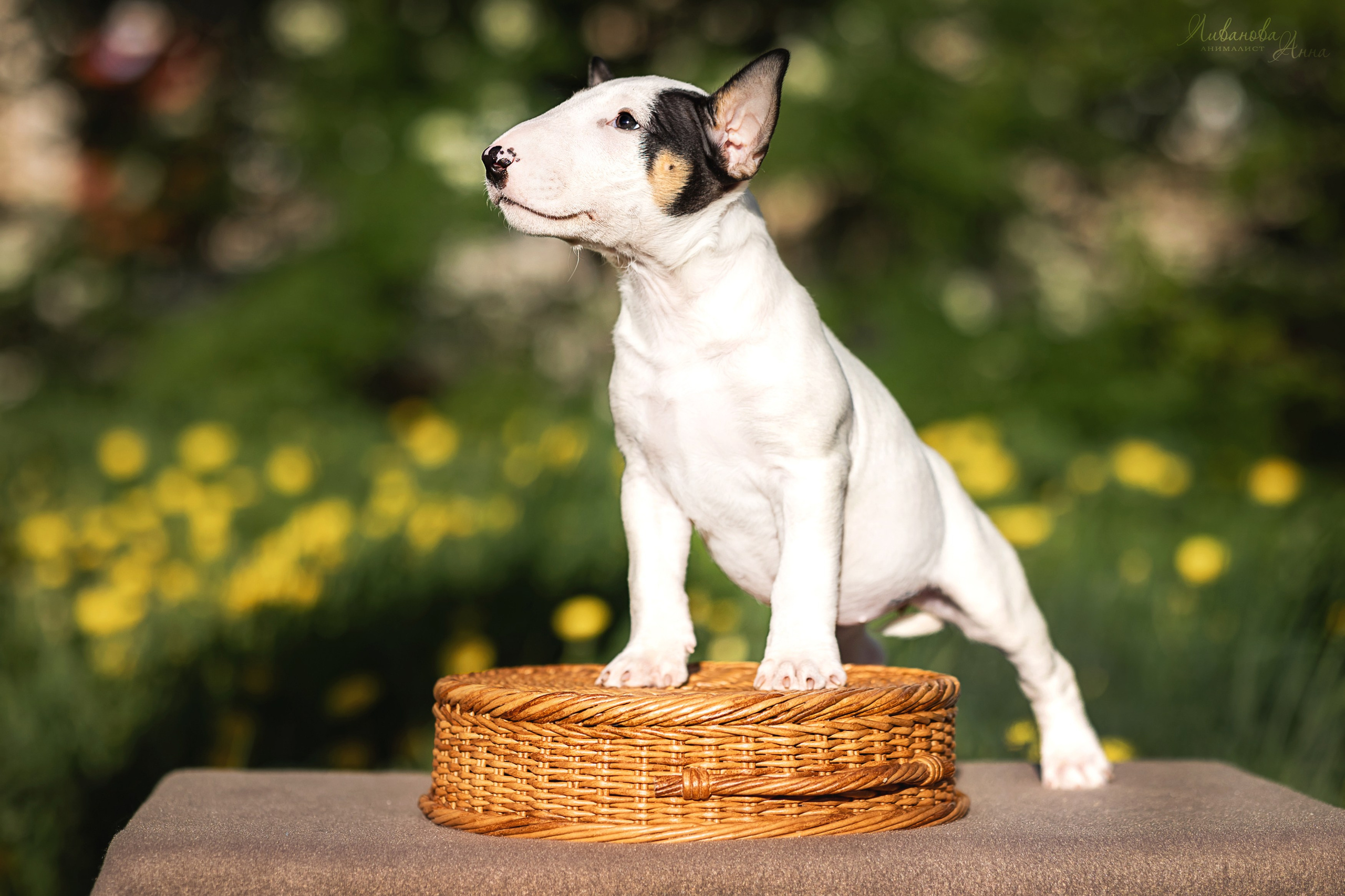 Минибультерьерчики. Фотограф анималист Аня Ливанова | Рыбинск