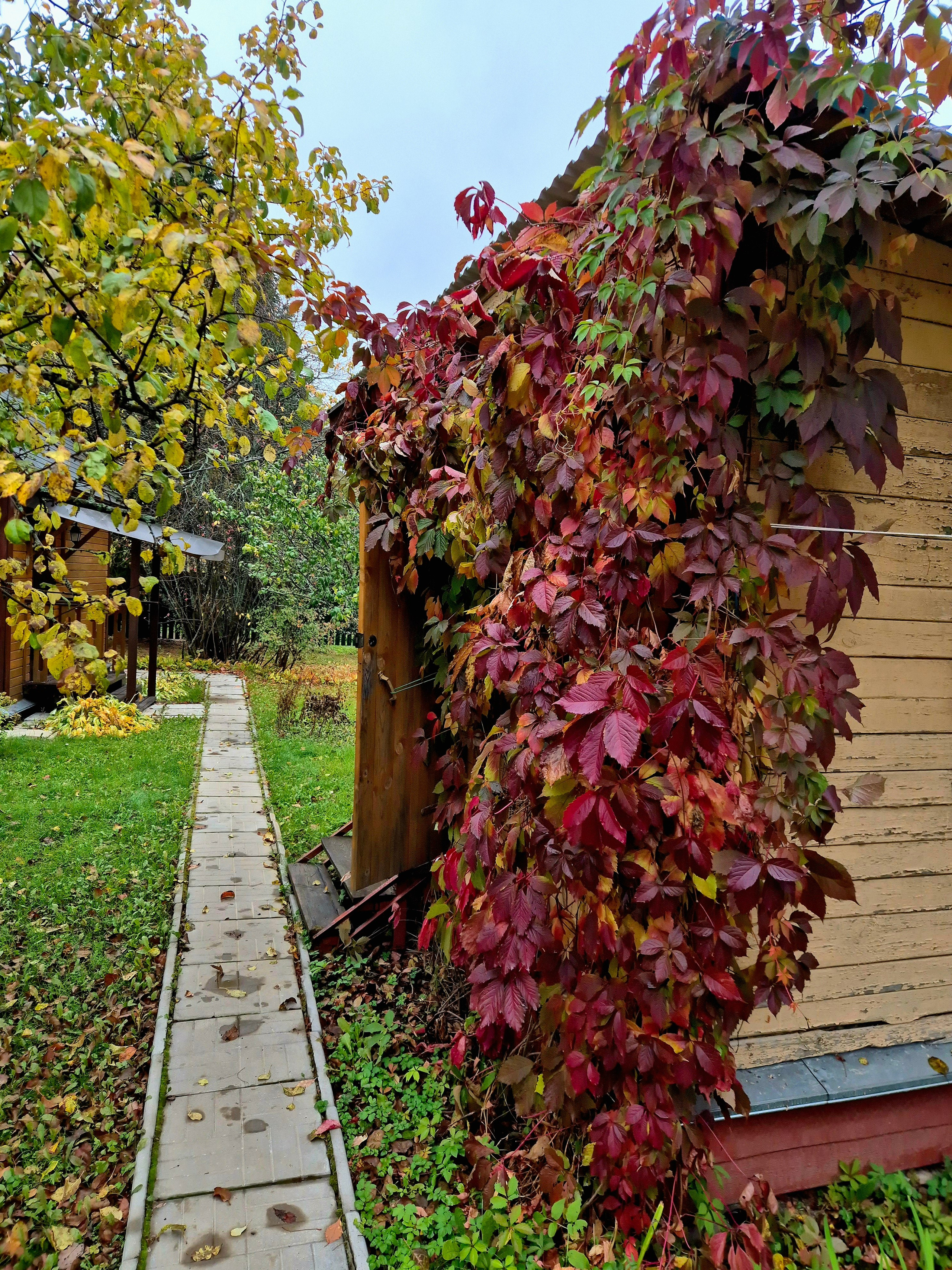 Люблю дачу осенью. Тихо, запахи осени и яркие краски