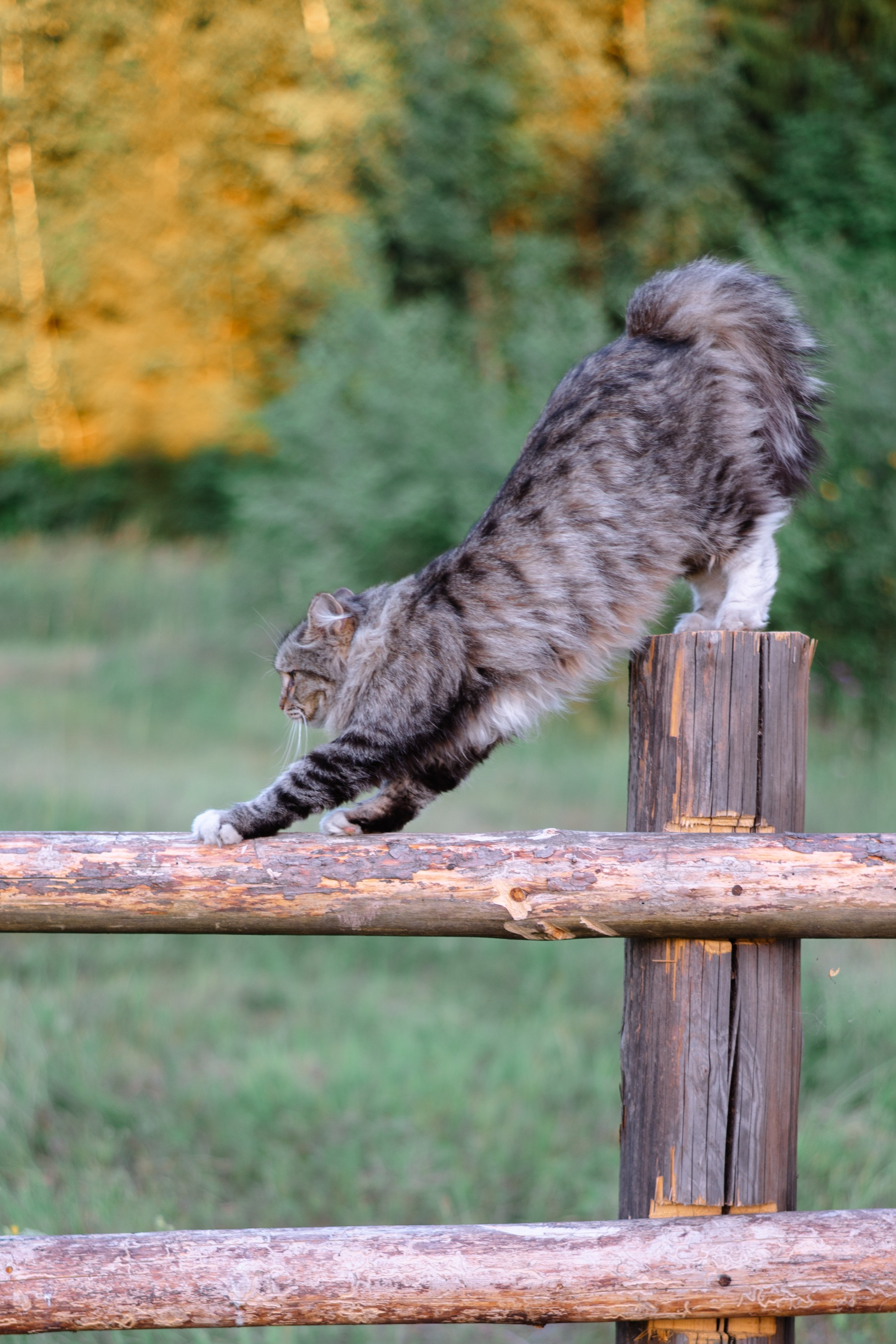 Фотосессия беременности в деревенском стиле. Фотограф в Кирове Инна Софронова
