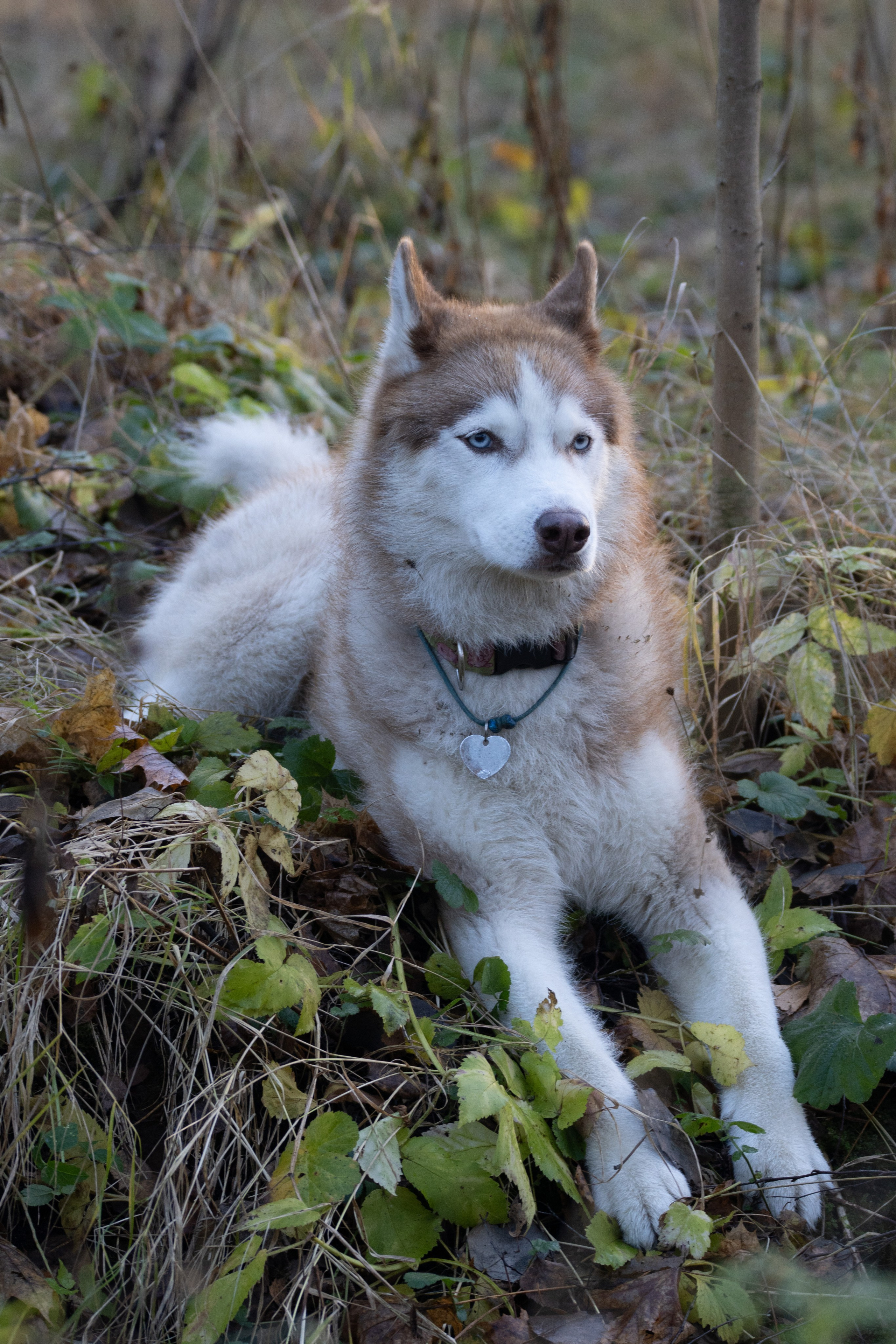 Ваши фотографии. Фотограф анималист Осипчикова Мария