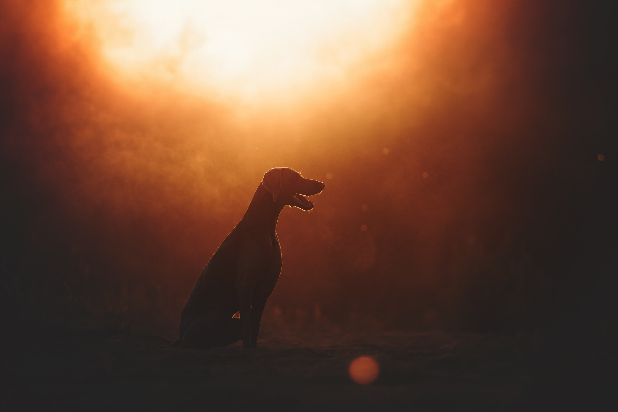 Фотограф анималист Осипчикова Мария