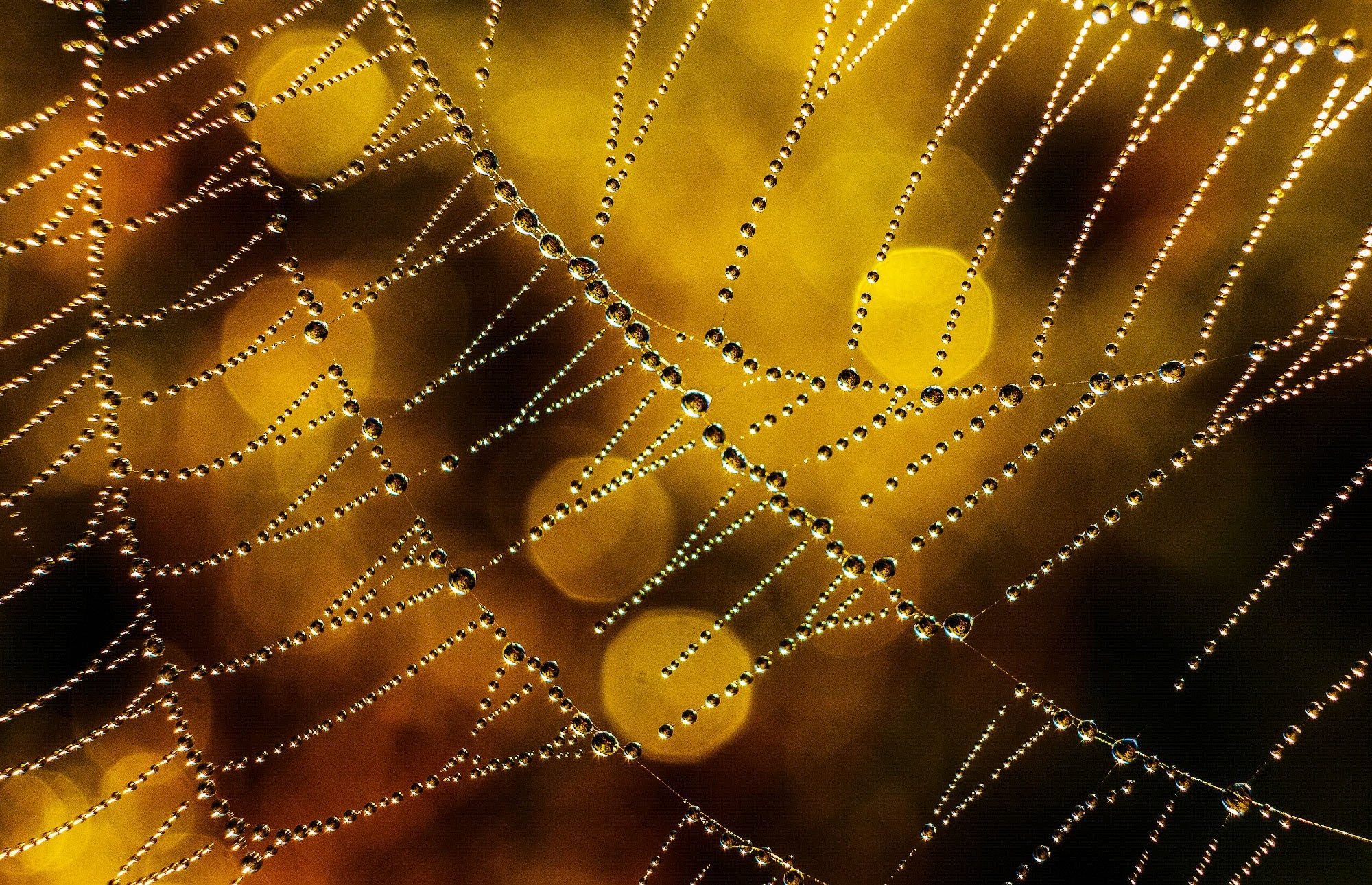 свадебный фотограф Геленджик