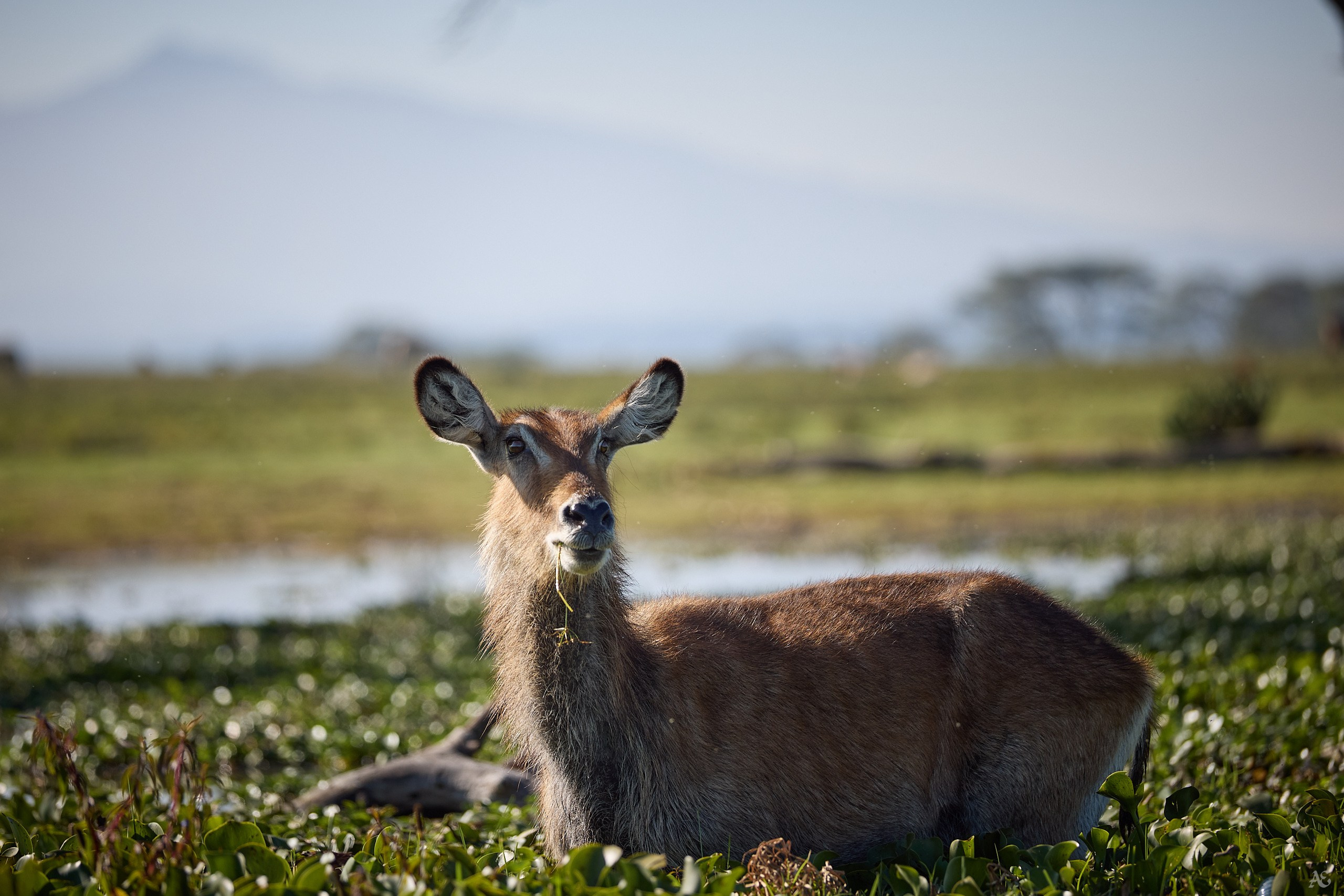 Водяной козёл. Без шуток.
