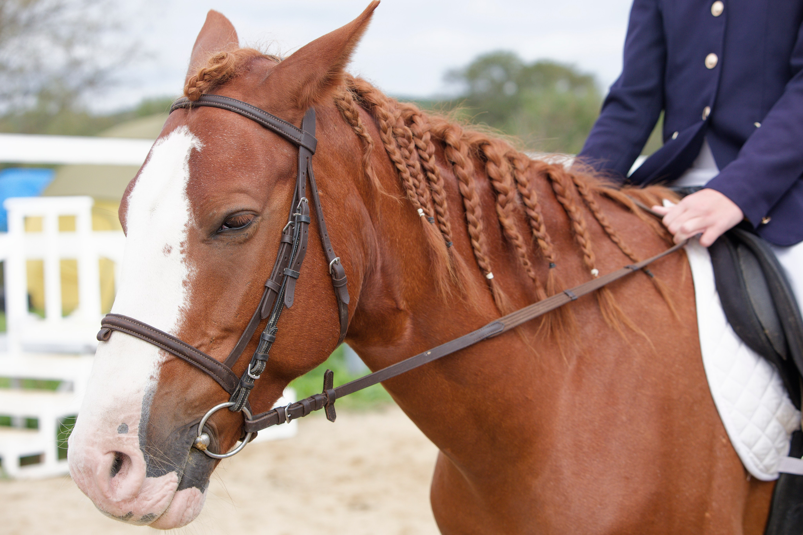 Всероссийские соревнования по конному спорту. Кутузов Евгений Фотограф в Южно-Сахалинске