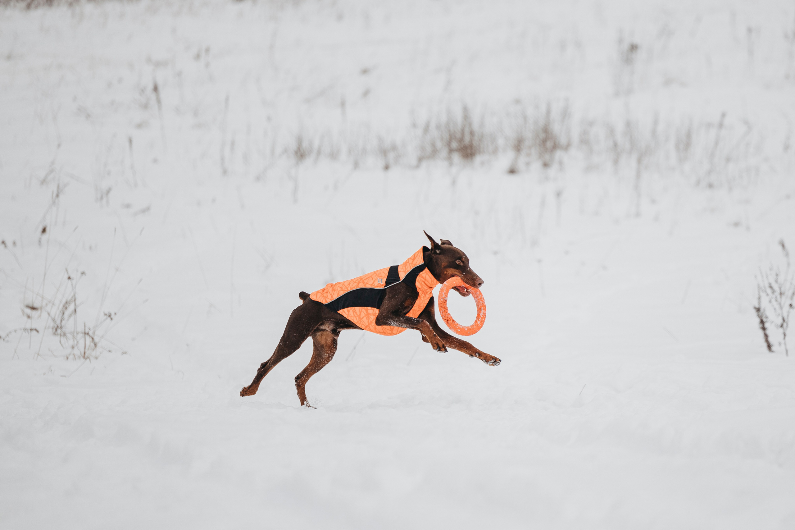 Даша, Омен, Айс и Рицу. Фотограф-анималист Анна Маринич