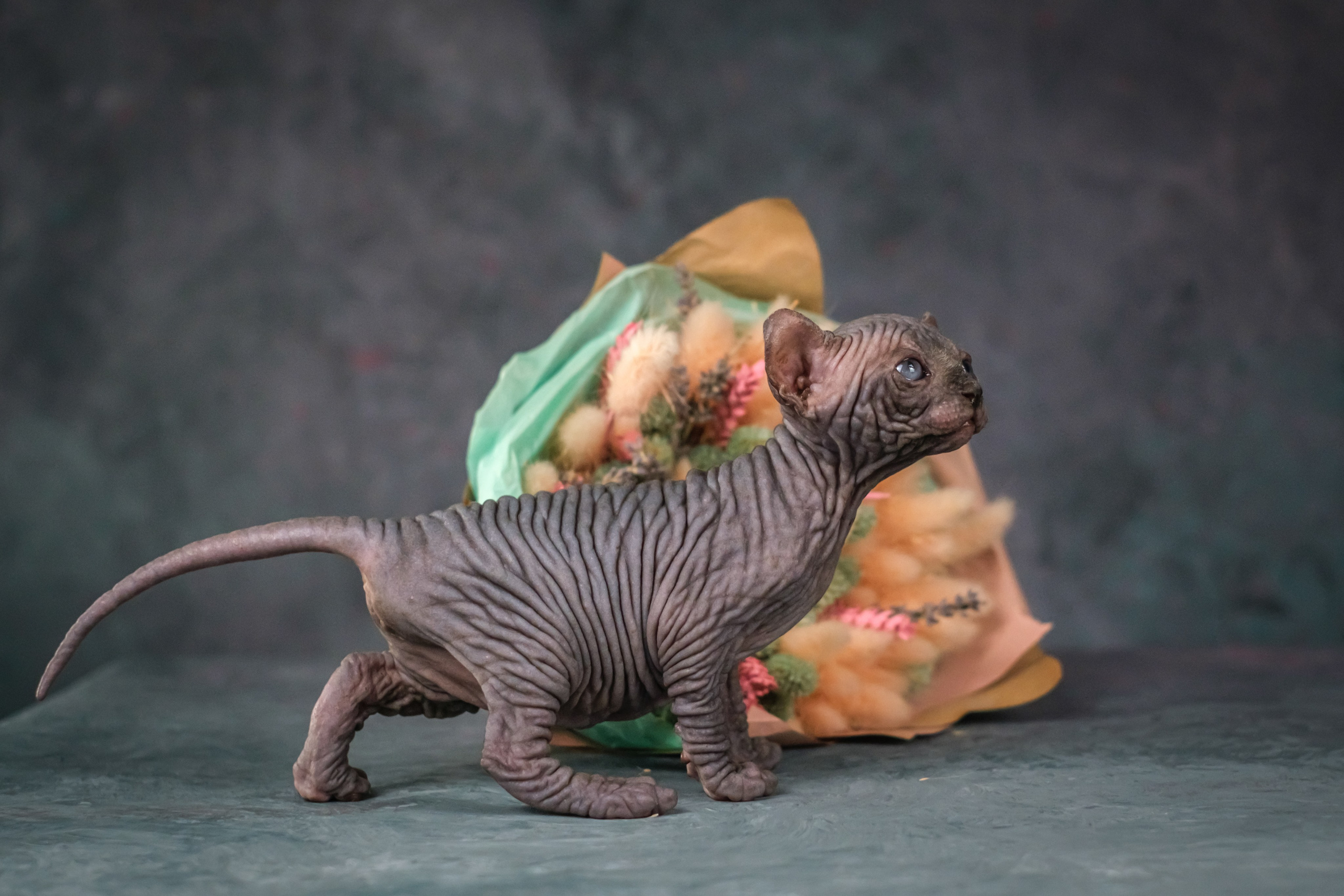 Котята для Данила и Ланы. Зоофотограф, фотограф животных в Москве и области Дина Дамоцева