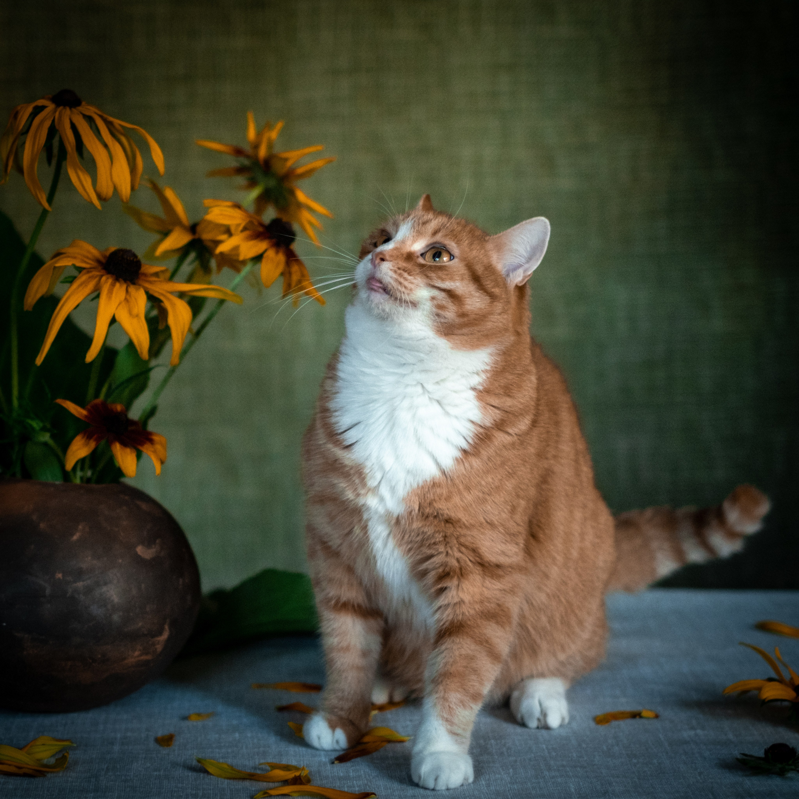 Нюша и Лучик для Антона!. Зоофотограф, фотограф животных в Москве и области Дина Дамоцева