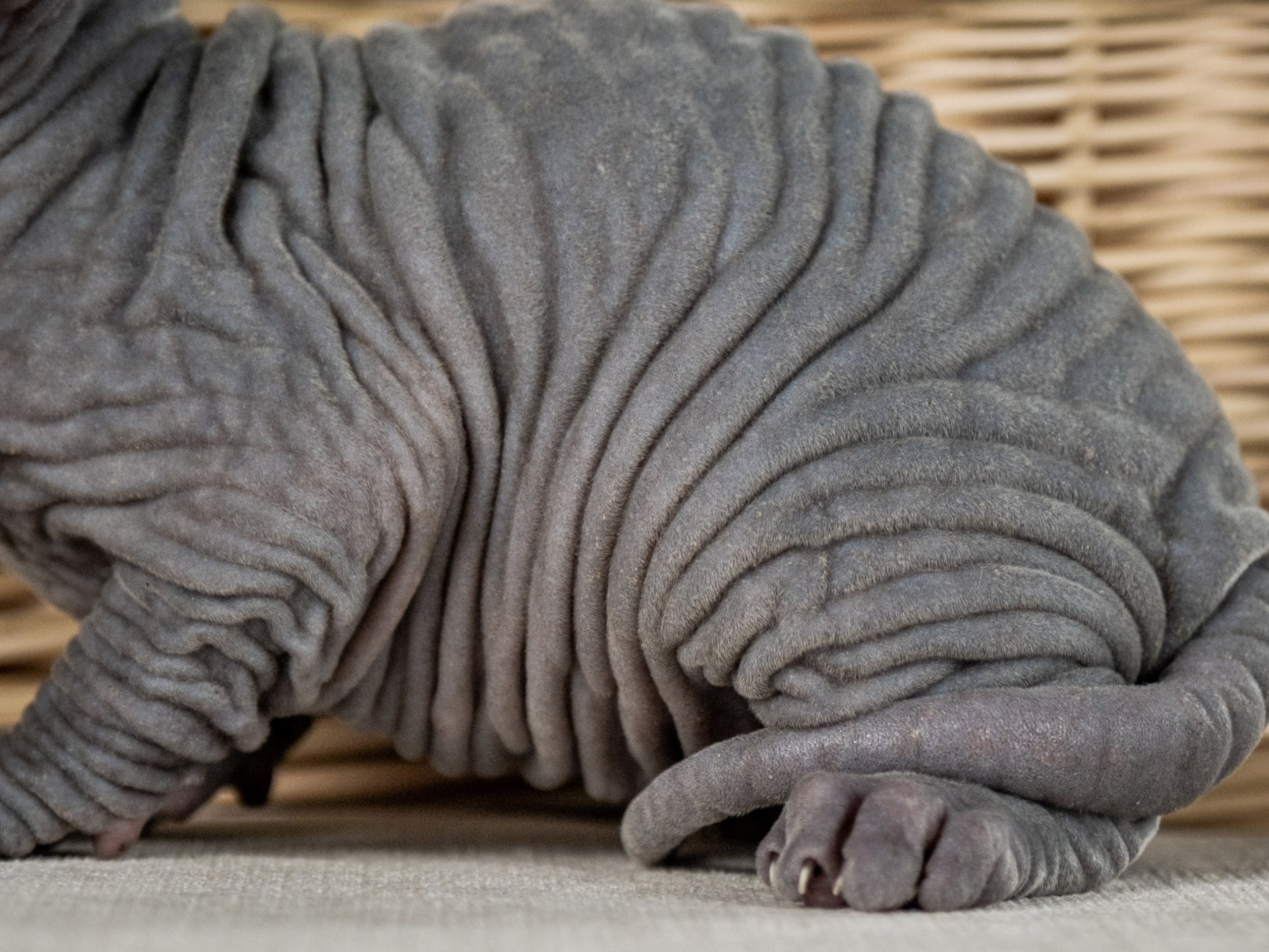 Невероятные сфинксы и эльфы для Ланы!. Зоофотограф, фотограф животных в Москве и области Дина Дамоцева