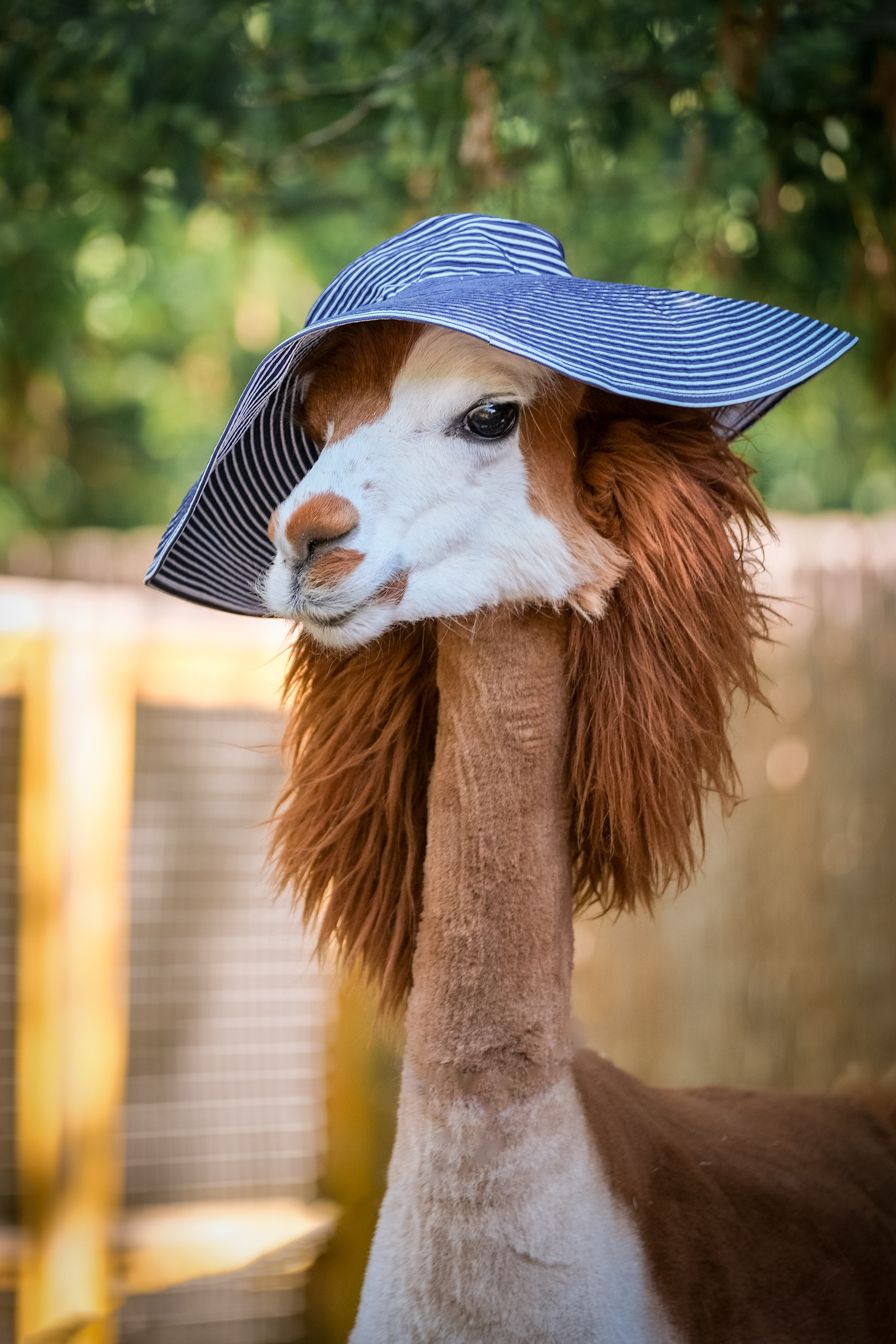 Альпаки). Зоофотограф, фотограф животных в Москве и области Дина Дамоцева