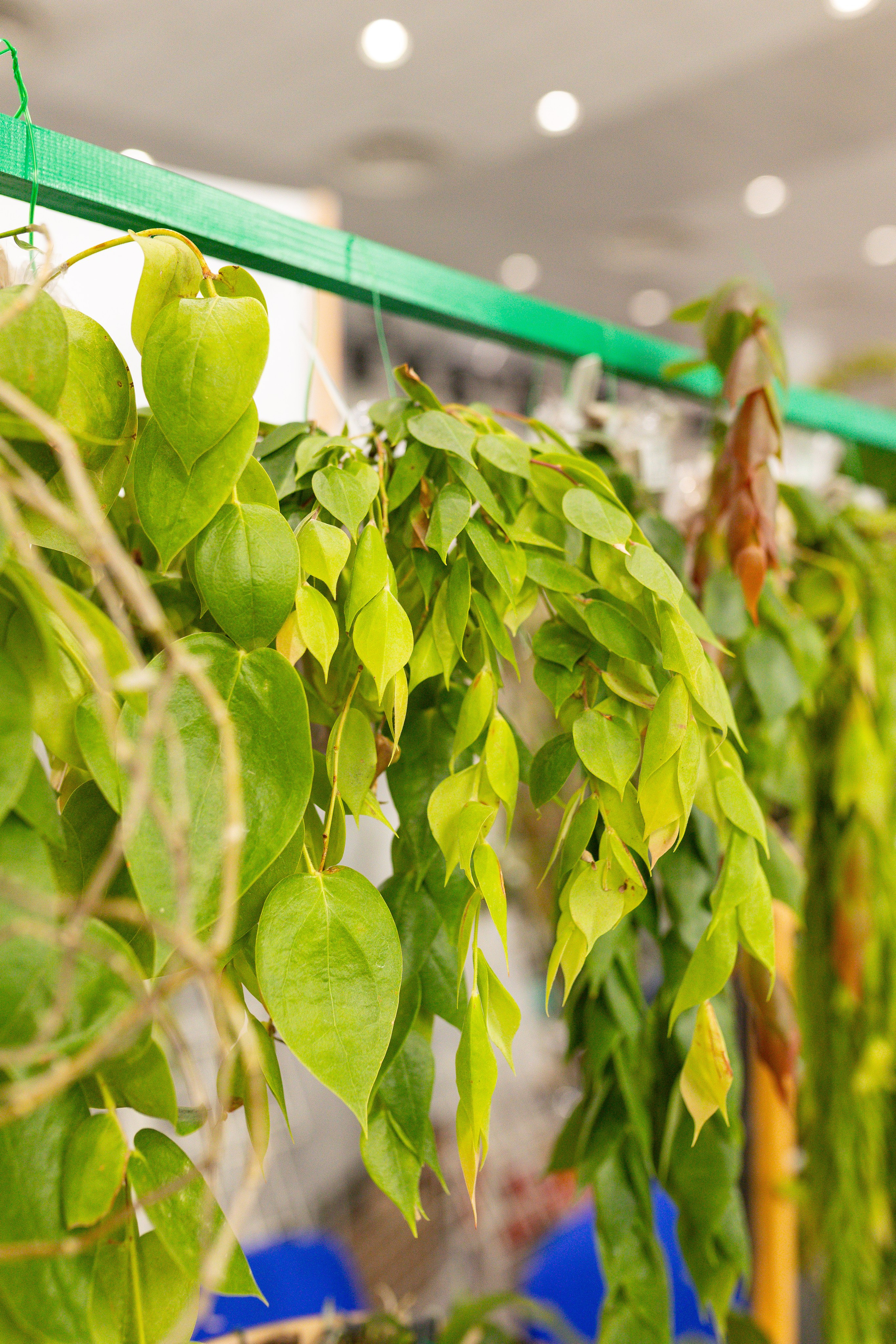 Орхидиум сентябрь 2025. Александра Куликова фотограф, Москва