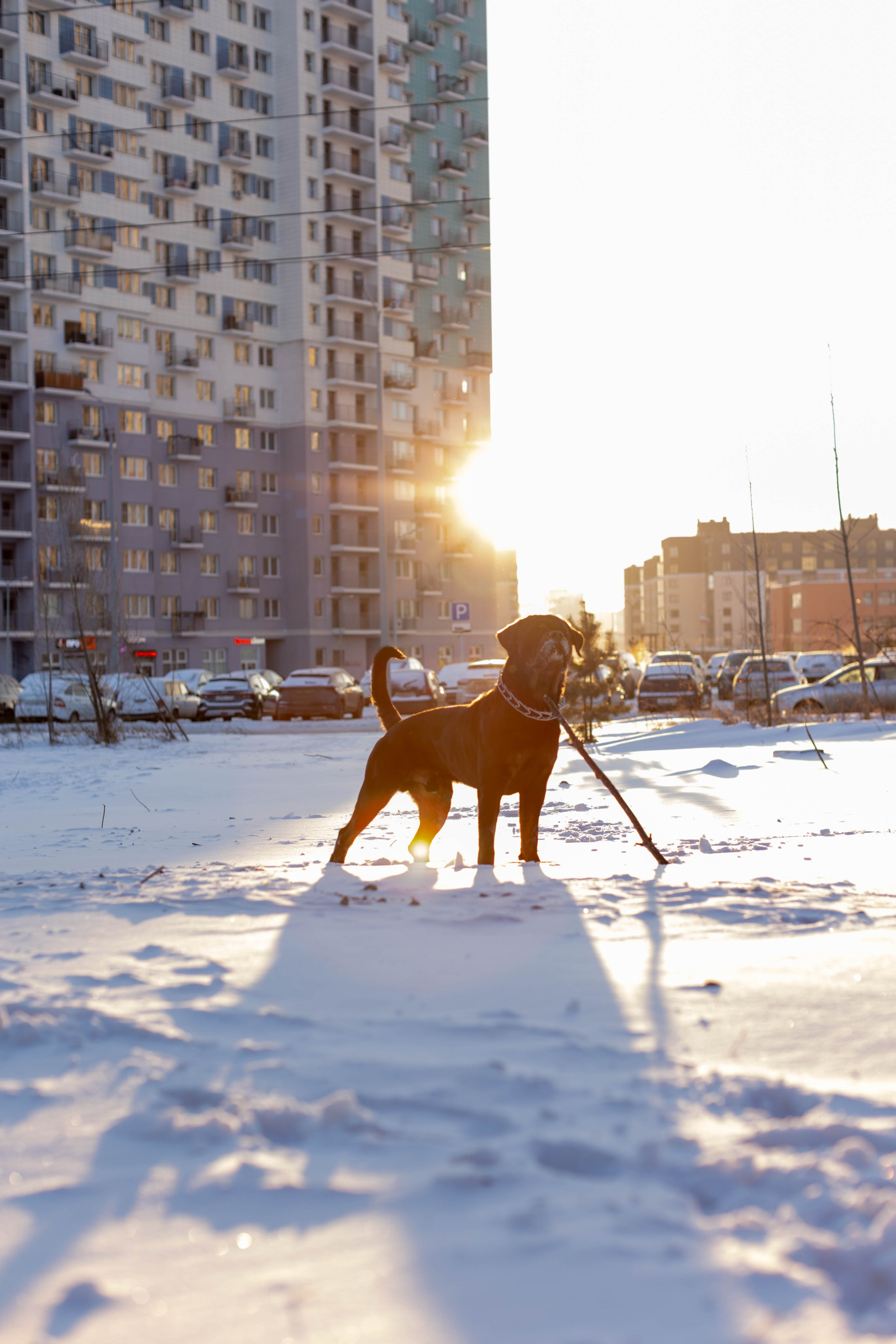 Зимняя прогулка. Art my Pho