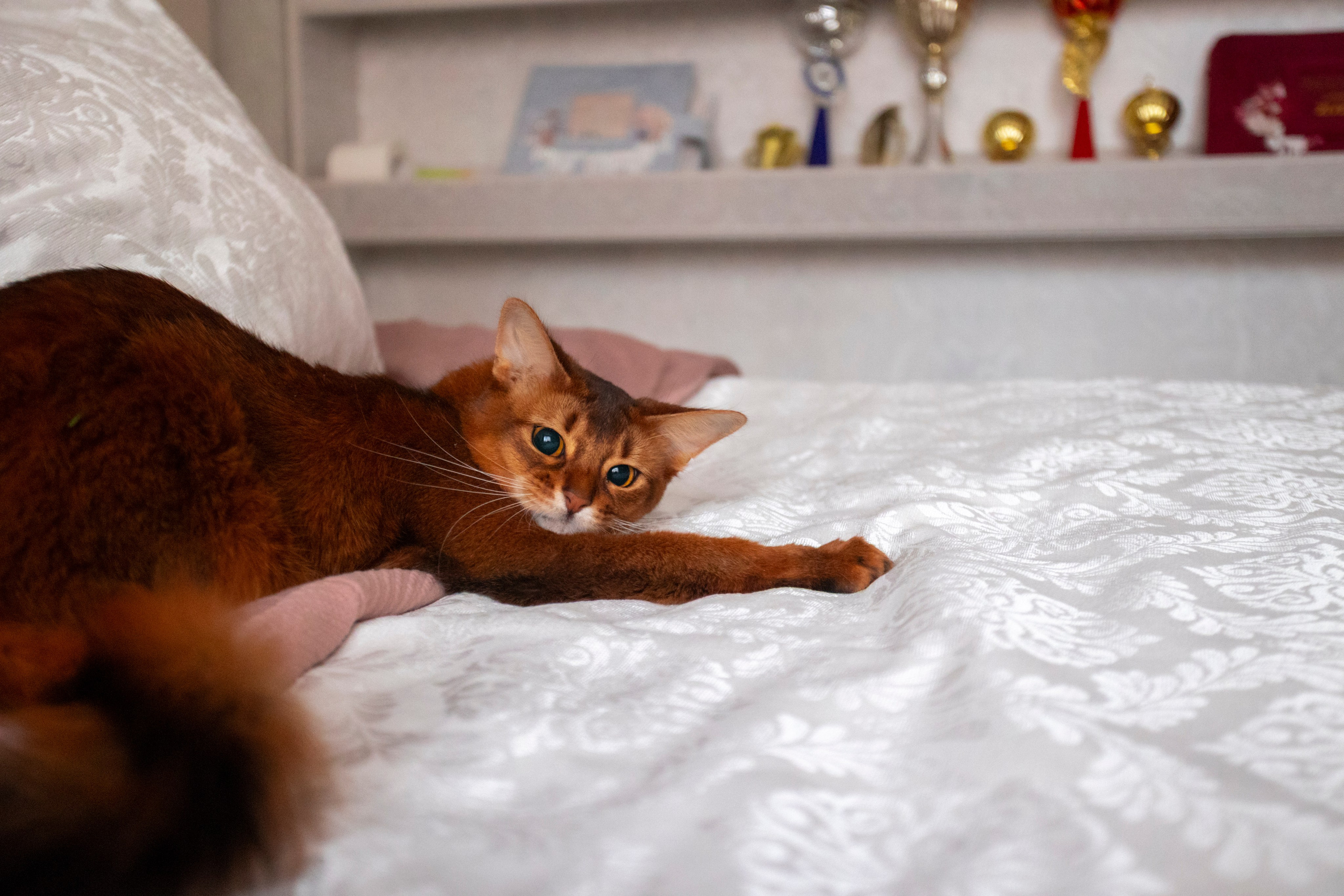 Сомали. Art my Pho