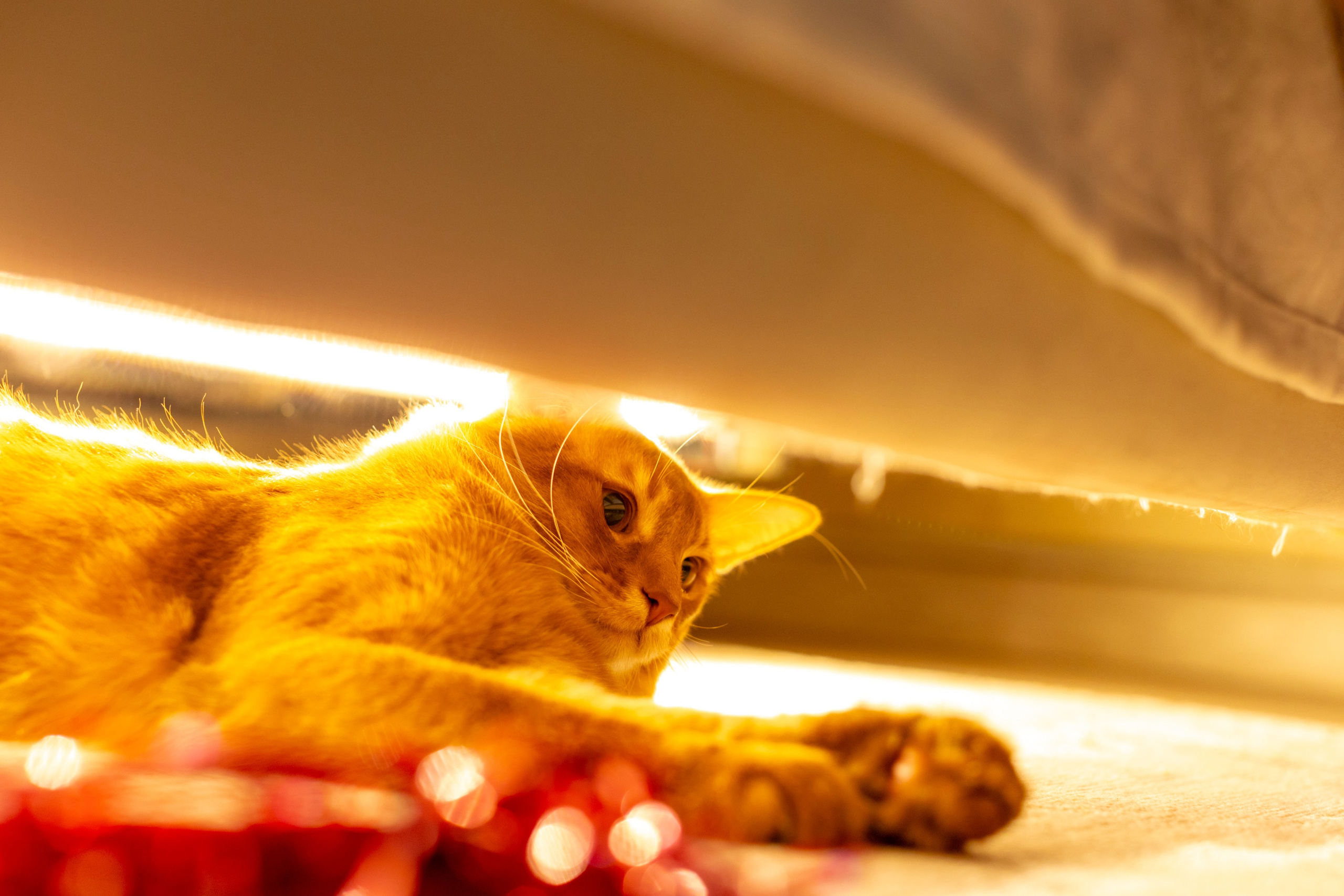 Сомали. Art my Pho