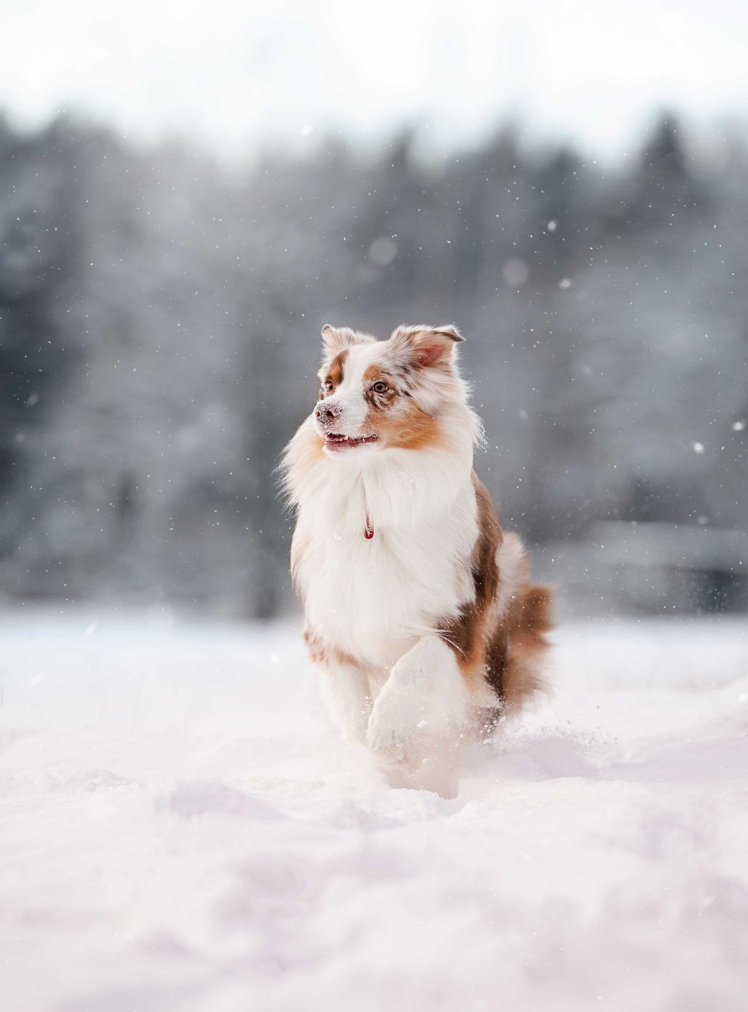 Панда и Юни Карелия. Фотограф-анималист в Санкт-Петербурге Яна Мартынова