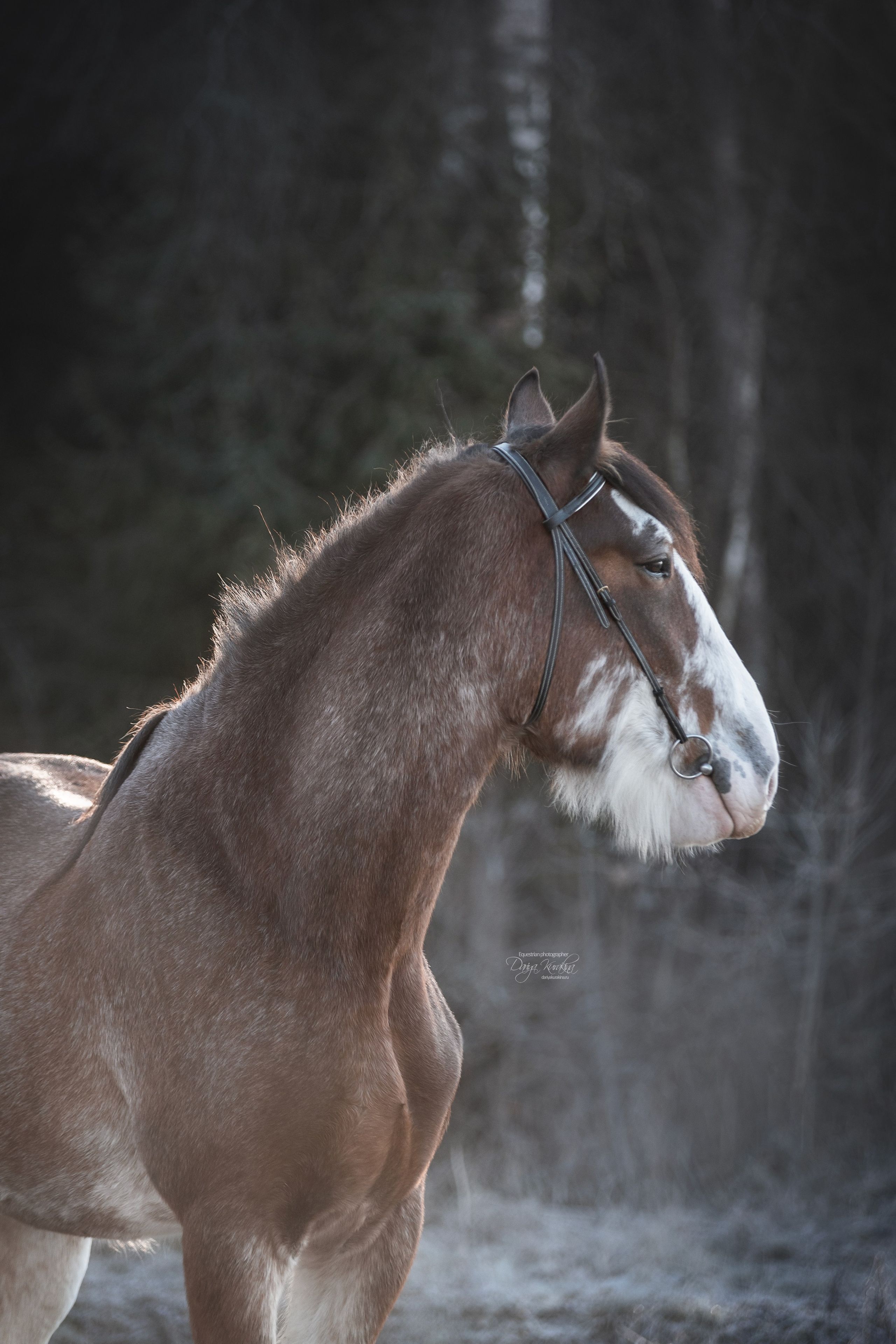Komardins. Конный фотограф Куракина Дарья • Фотосессии с лошадьми
