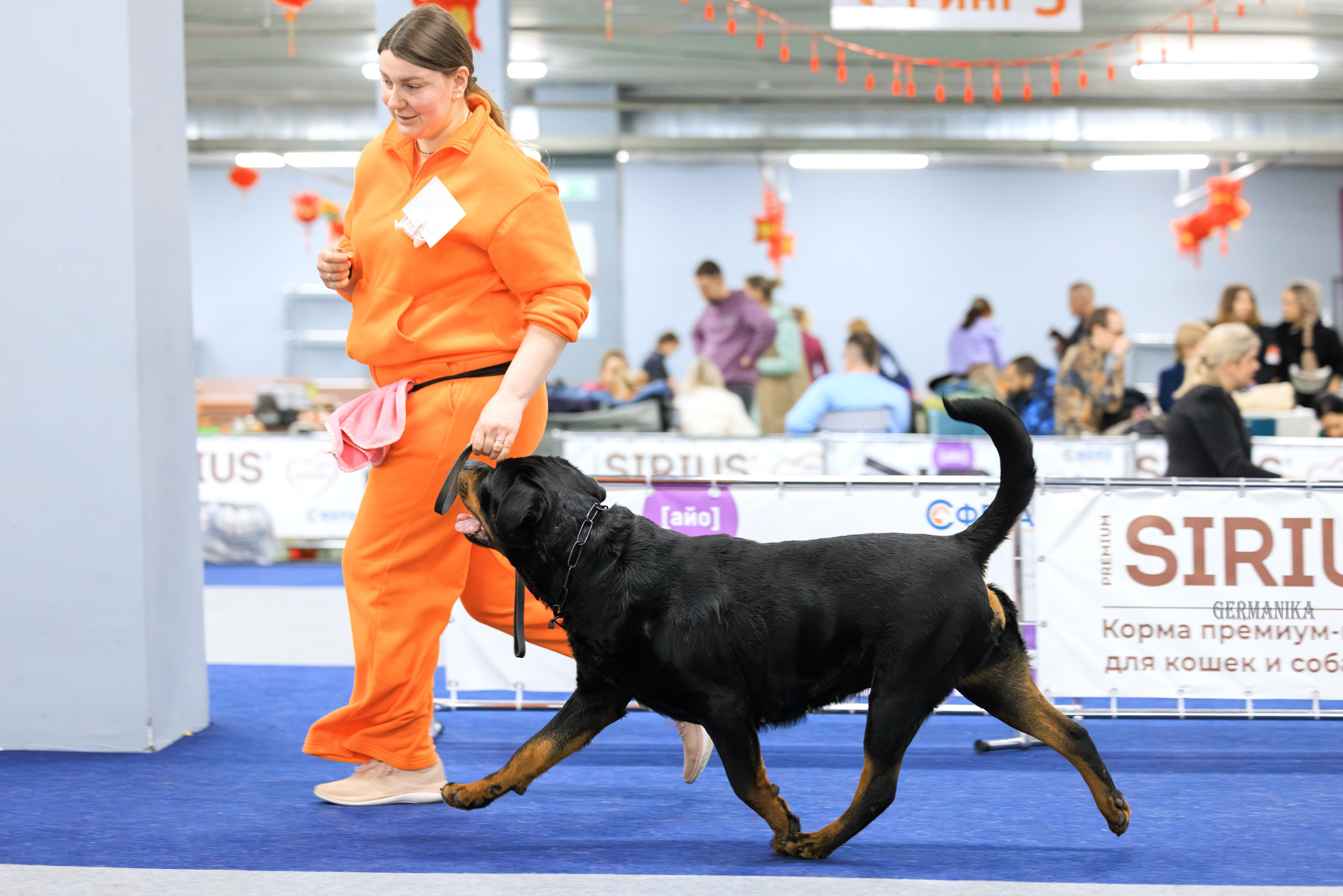 Сфера 08 и 10.03.2024 2хмоно ротвейлеров+2хмоно сао. Фотограф-анималист Юлия Германика