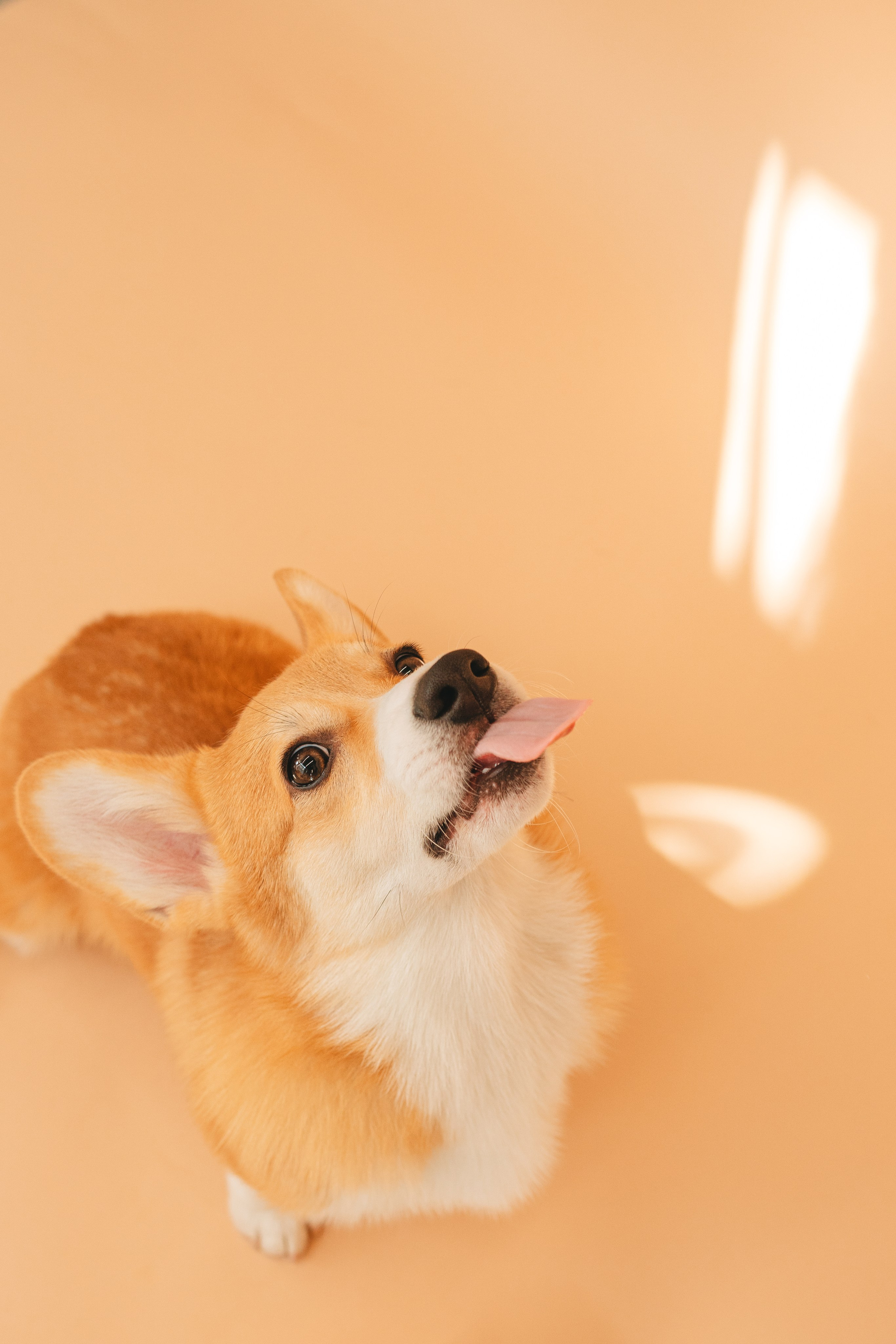 Груминг — салон. Фотограф анималист Осипчикова Мария