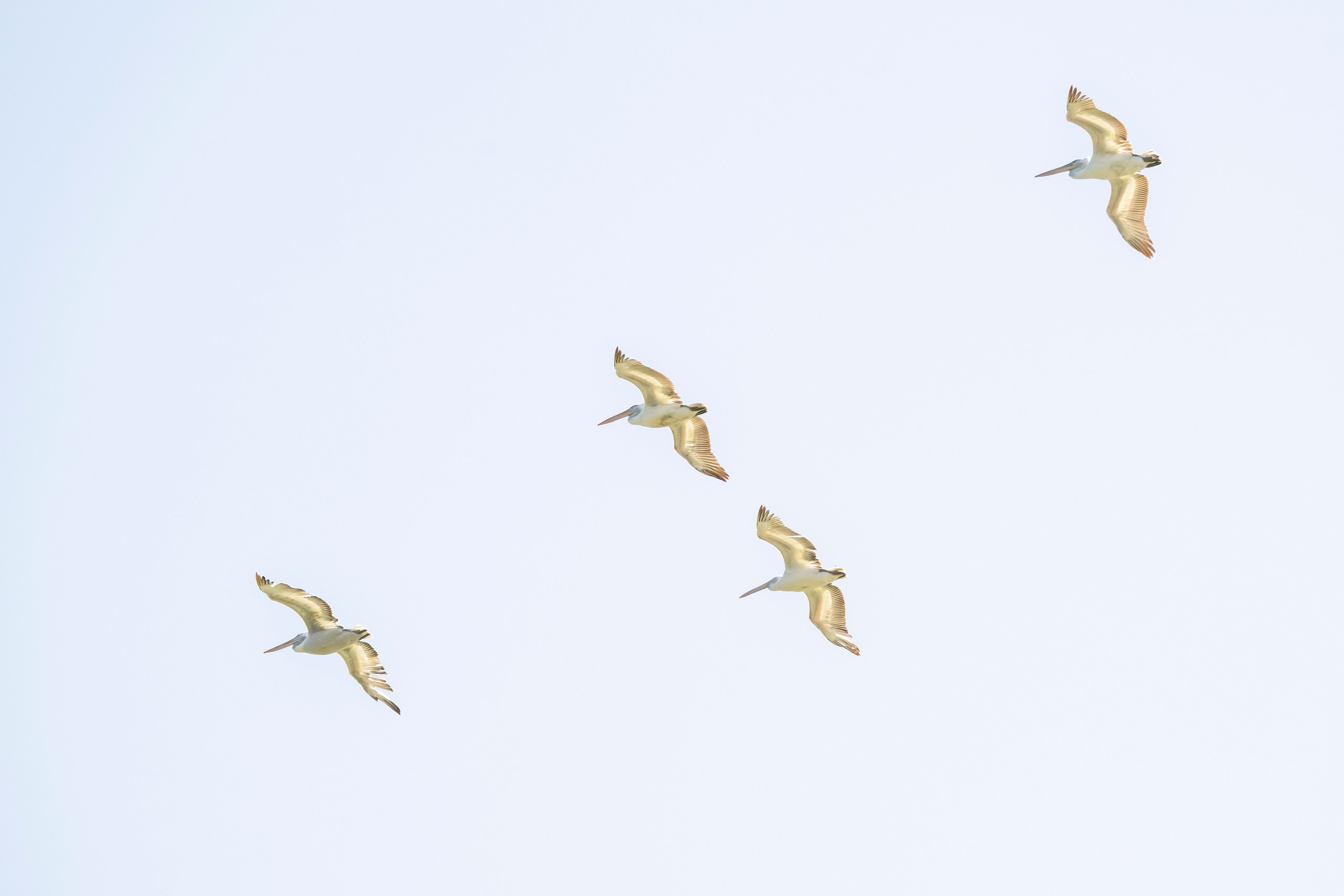 Пейзажный фотограф, Фотографии дикой природы. Foto-Zuev фотография как искусство