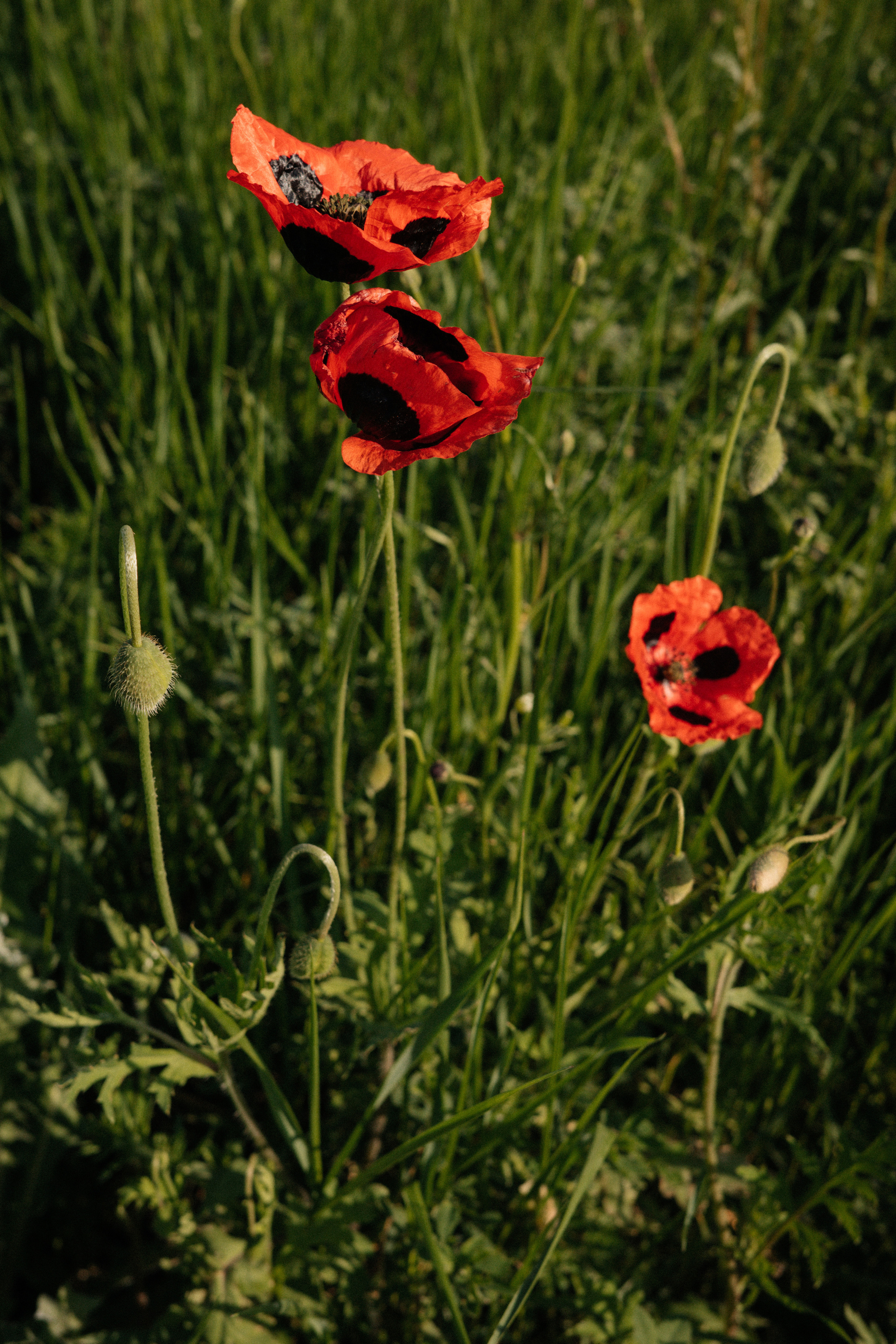 Дагестан. Свадебный фотограф Москва Александра Аверкова