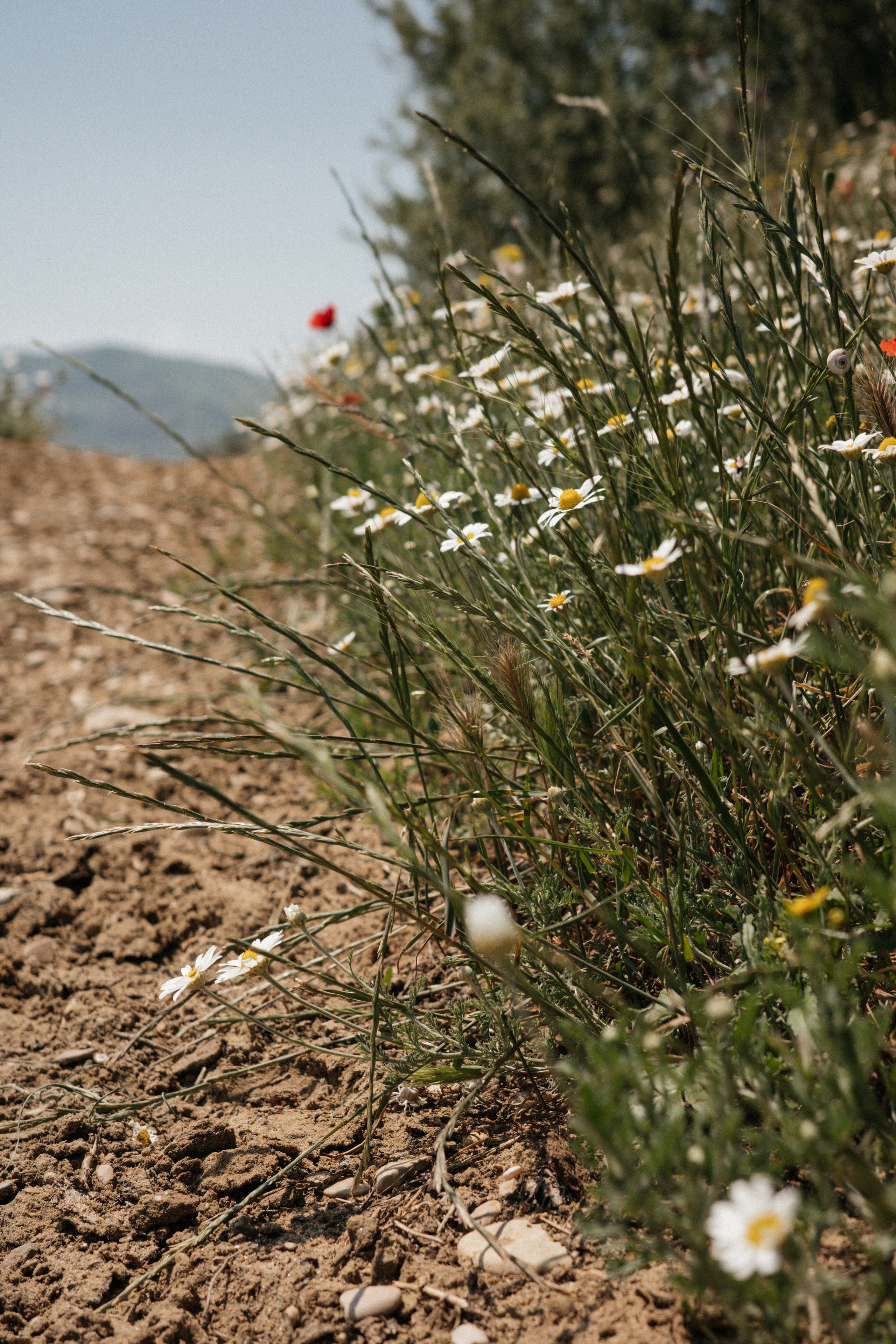 Дагестан. Свадебный фотограф Москва Александра Аверкова