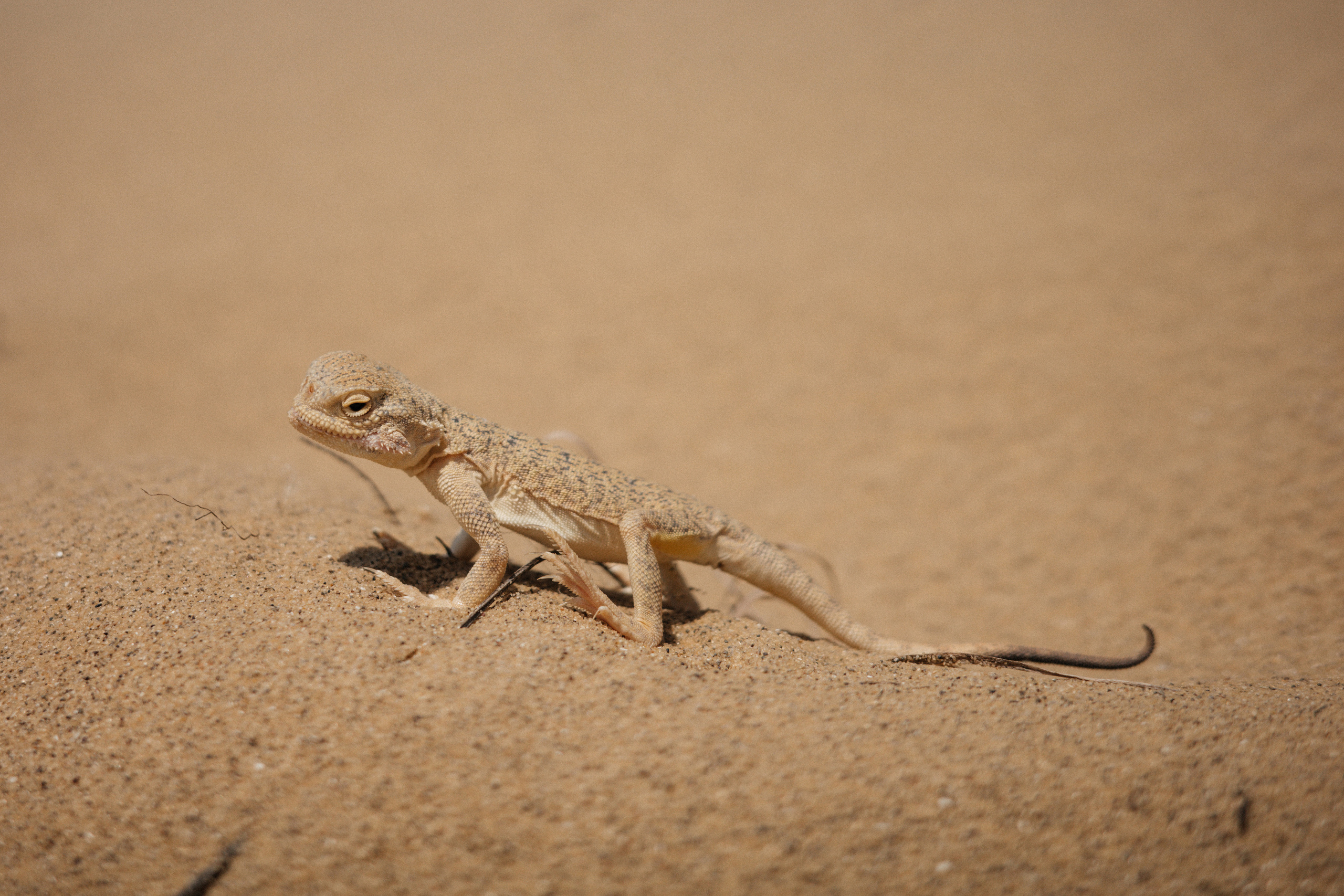 Дагестан. Свадебный фотограф Москва Александра Аверкова