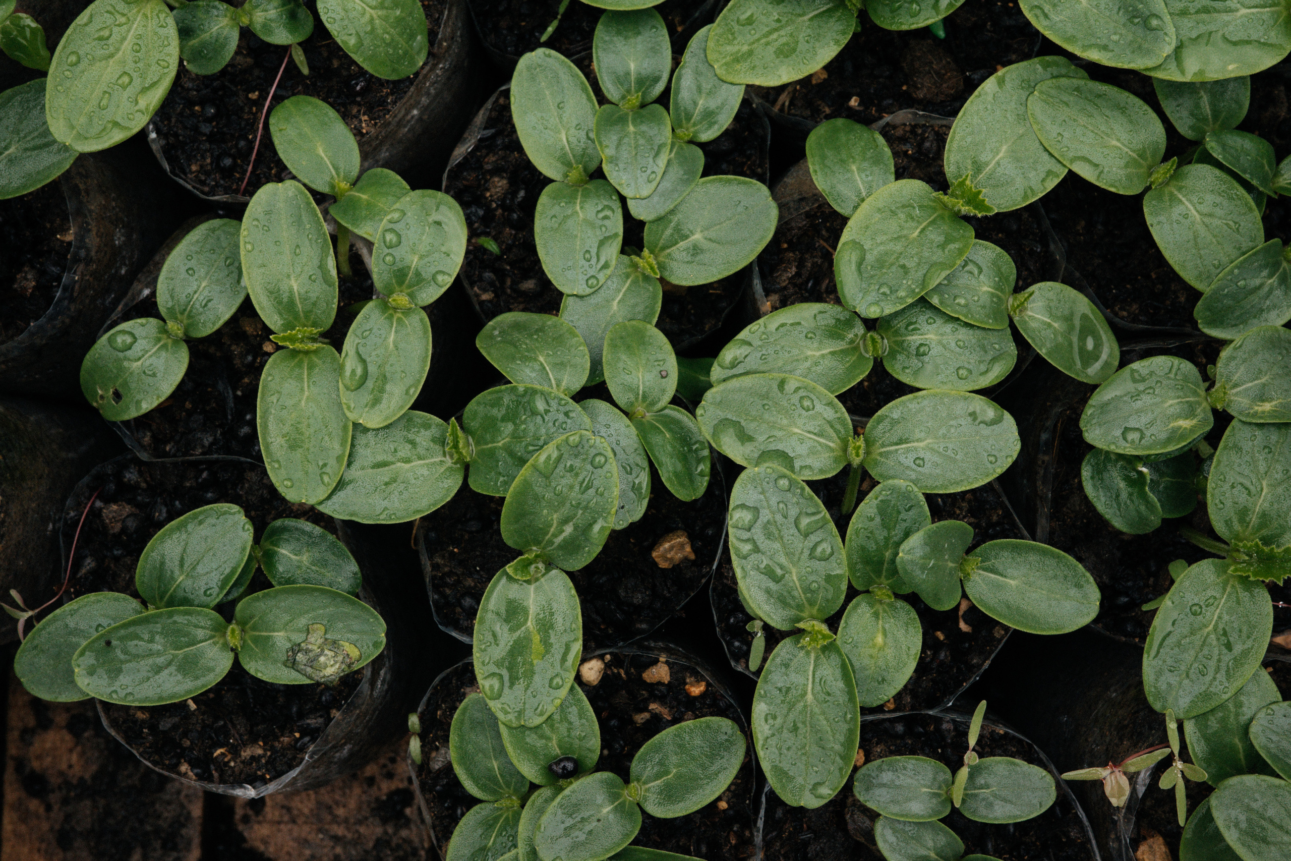 Дагестан. Свадебный фотограф Москва Александра Аверкова