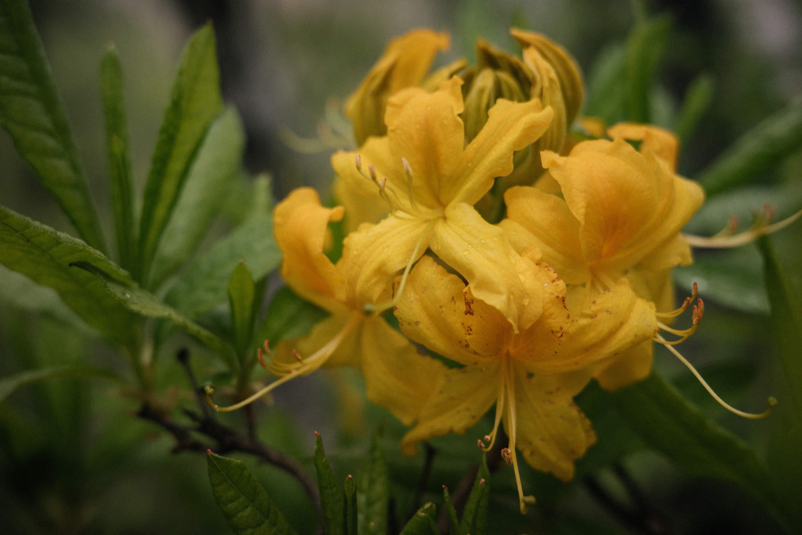 Дагестан. Свадебный фотограф Москва Александра Аверкова