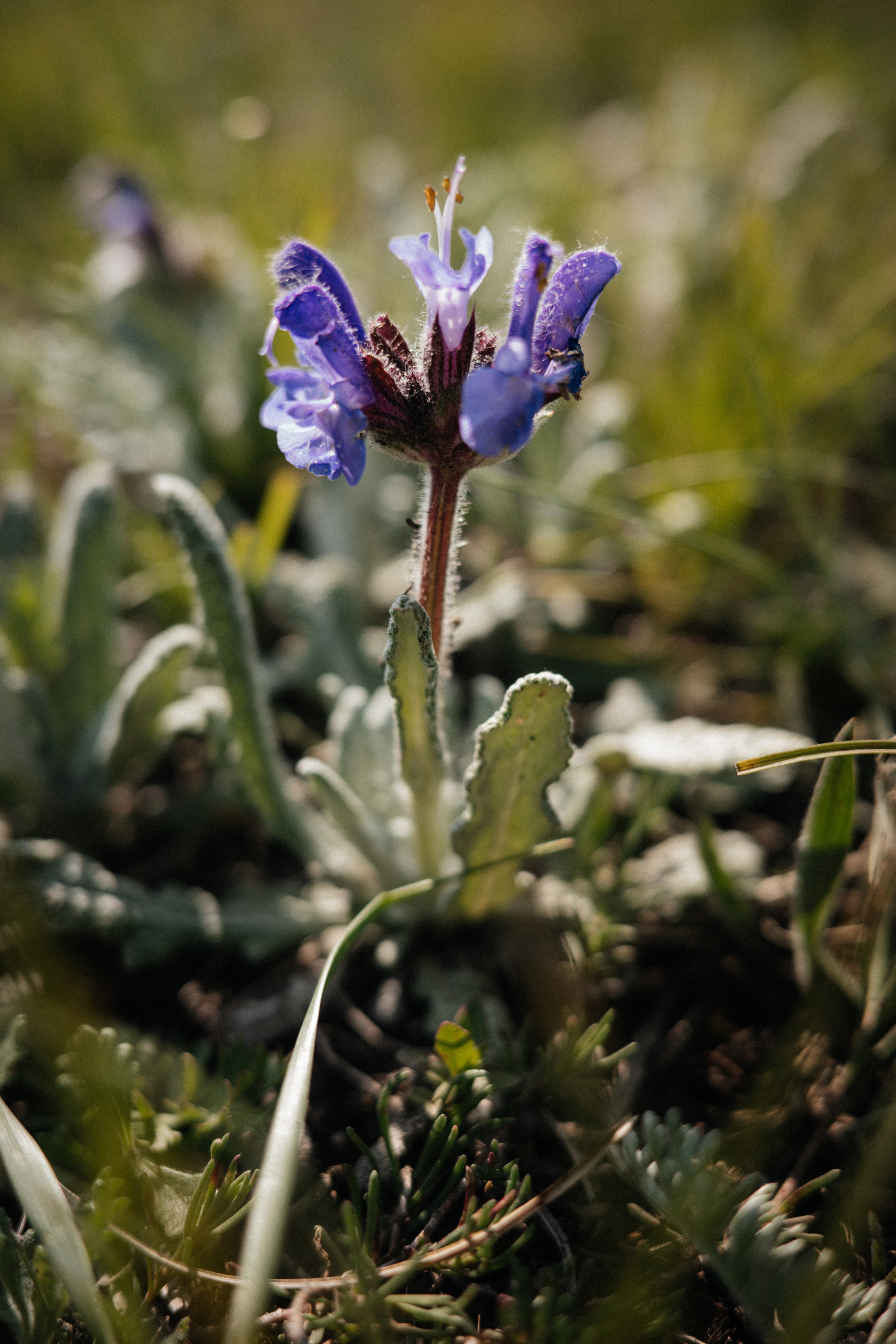 Дагестан. Свадебный фотограф Москва Александра Аверкова