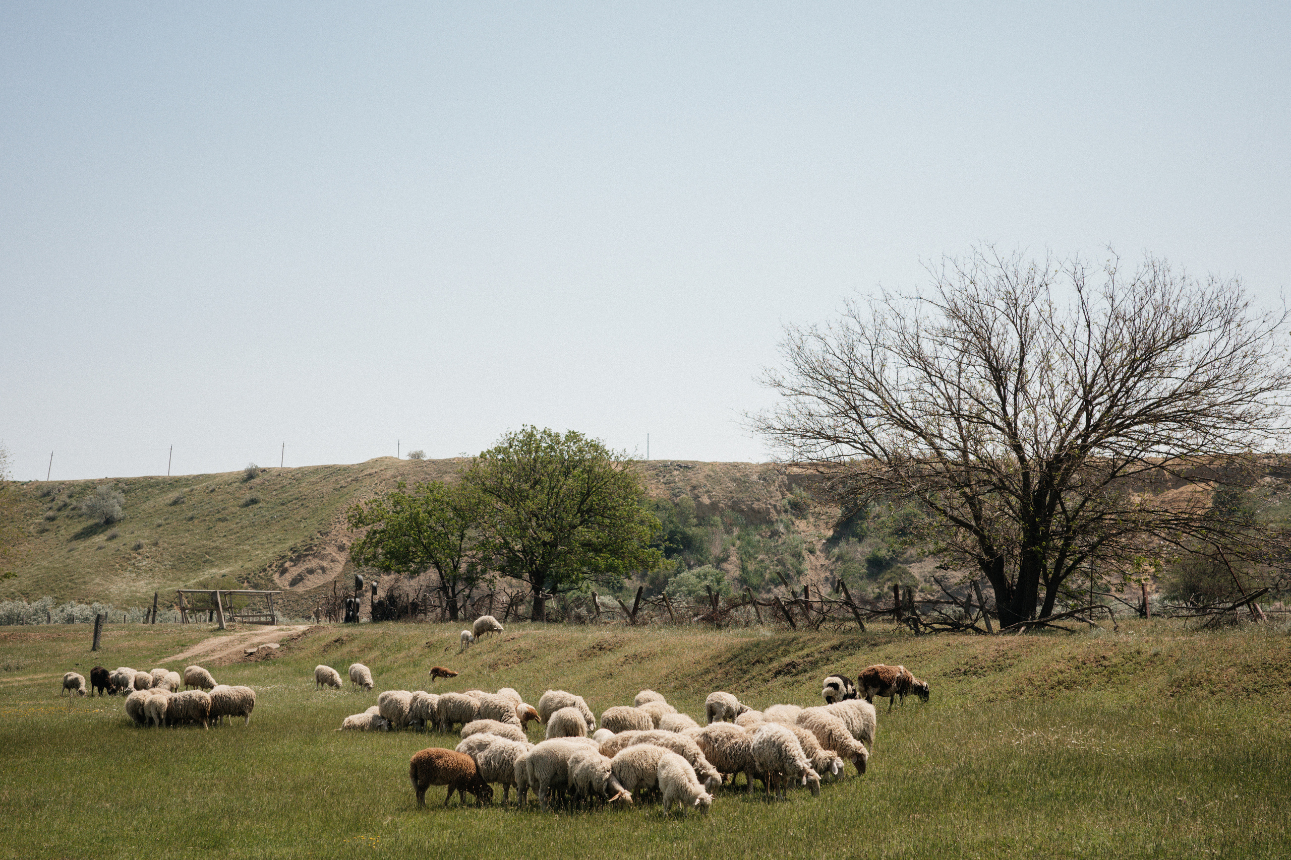 Дагестан. Свадебный фотограф Москва Александра Аверкова
