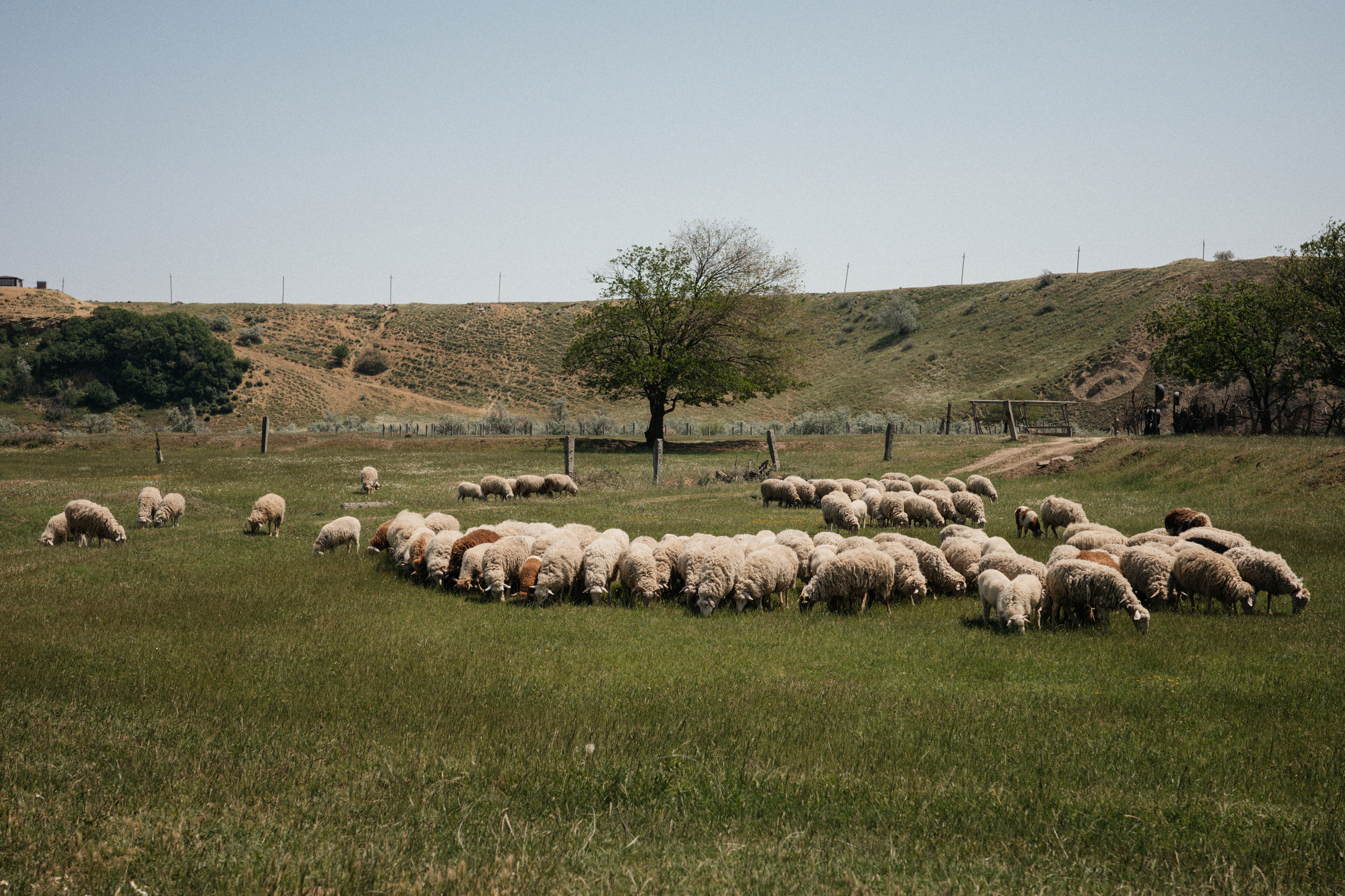 Дагестан. Свадебный фотограф Москва Александра Аверкова