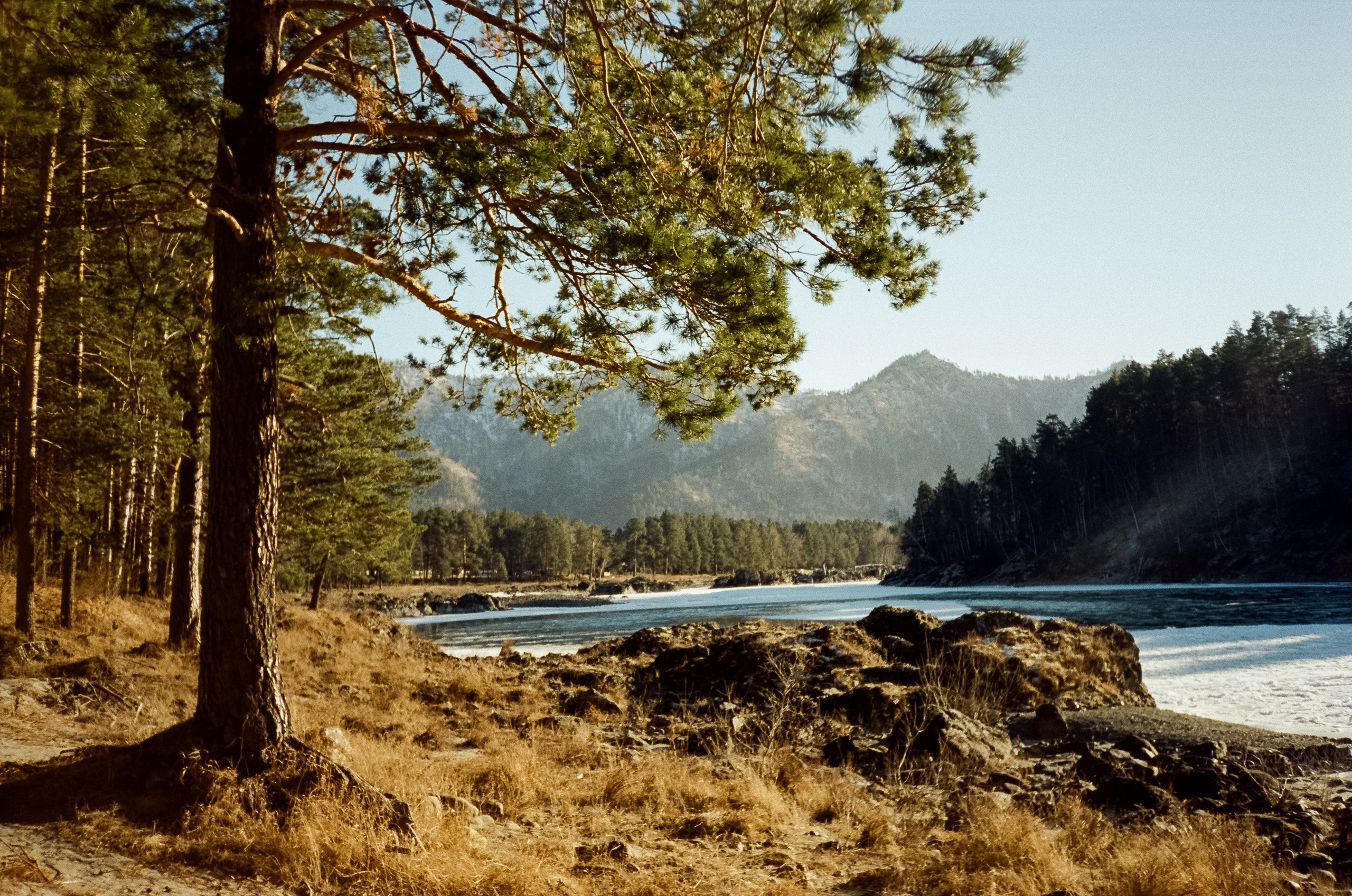 Зимняя Катунь: острова, льды, скалы у базы Берель. Зеленые сосны и. Фотограф-документалист Мария Осокина