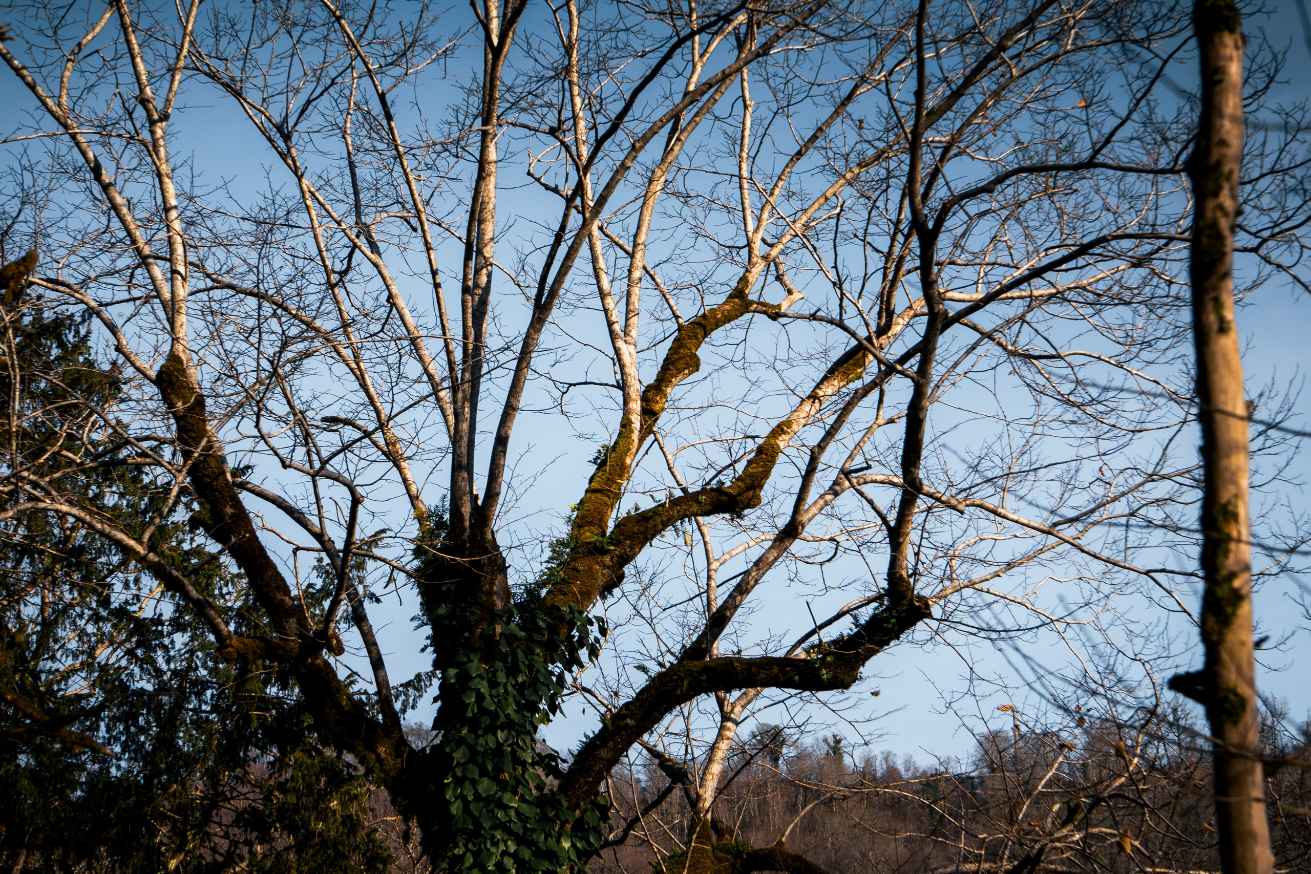 Тисо-самшитовая роща. Yaratezza production