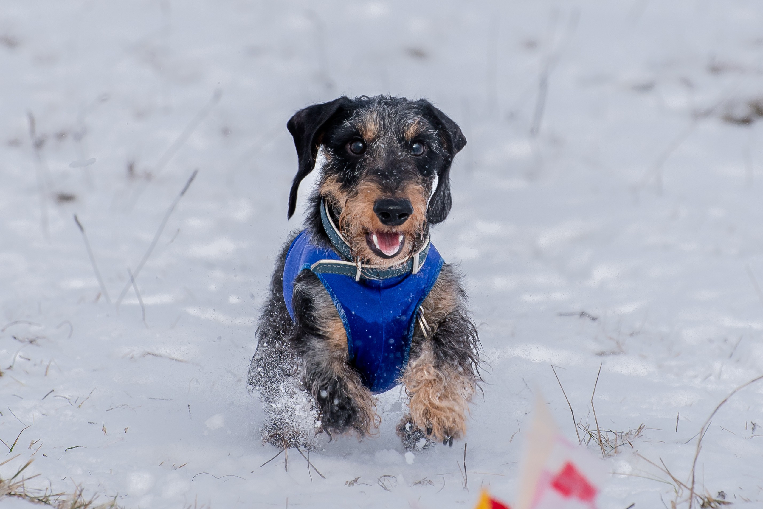 Бега за механической приманкой (Курсинг). Фотограф Макс Огурцов в Нижнем Новгороде