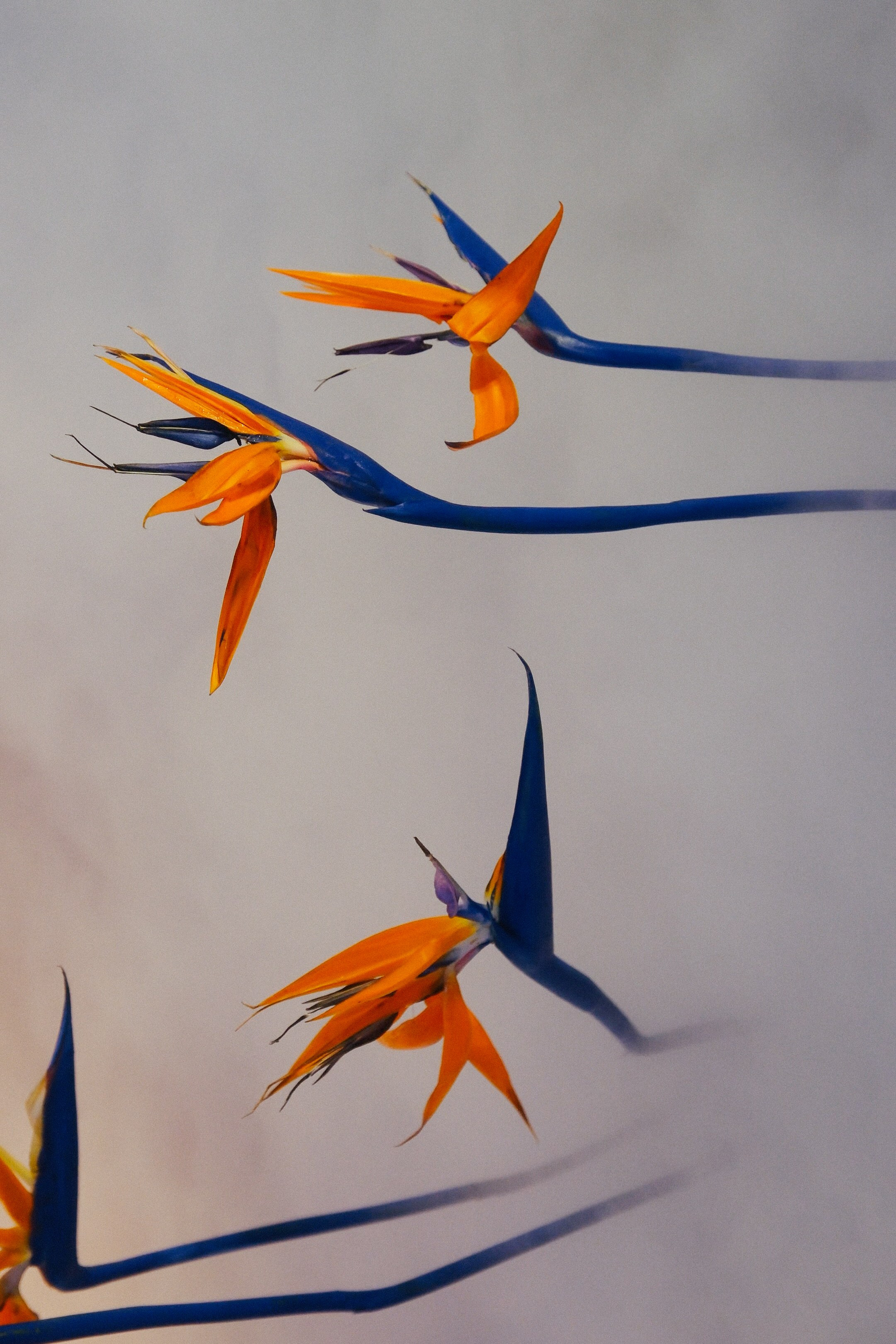 Аркея. Свадебный Видеограф Фотограф в Сочи